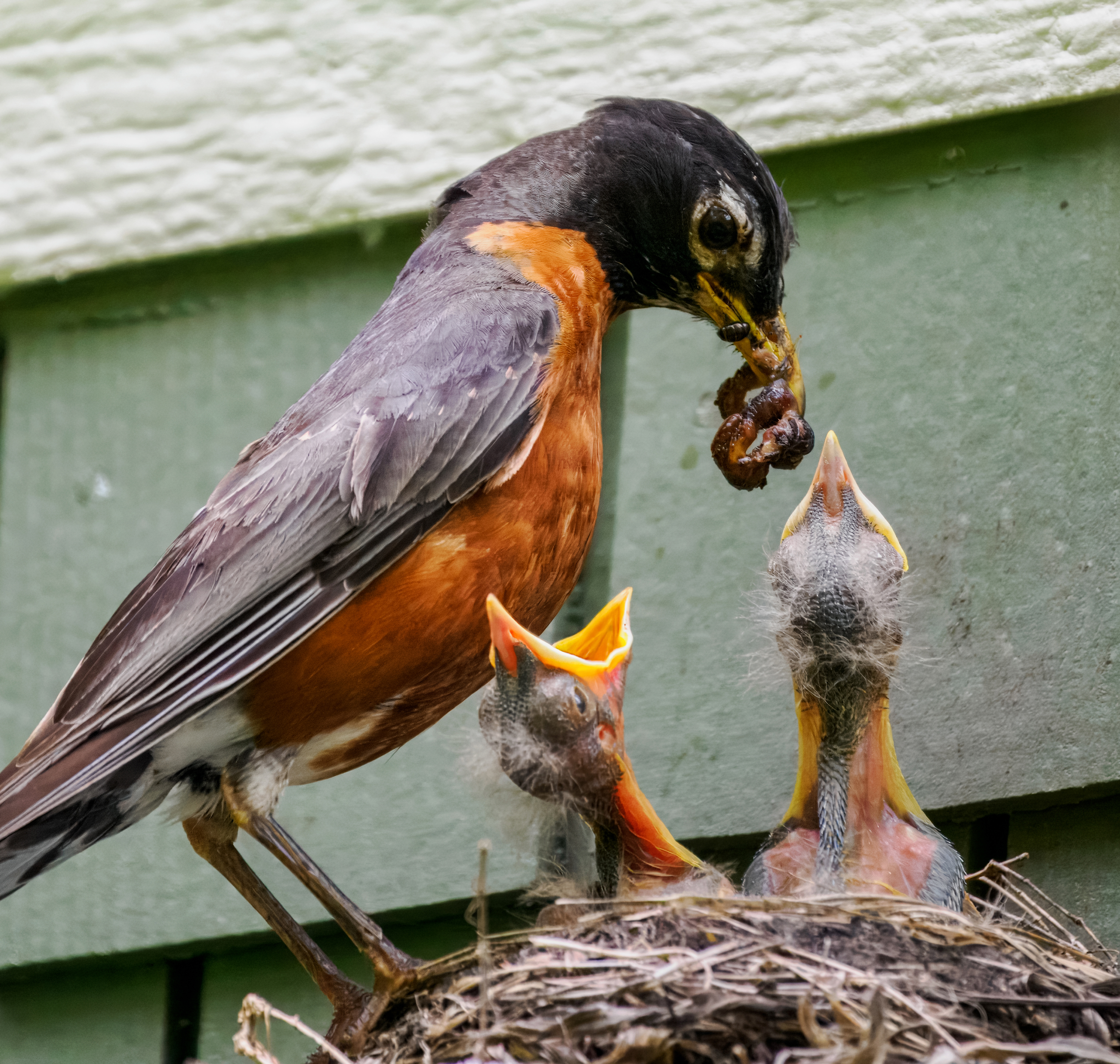 Will Male.Birds Sit on Nest And Feed Babies? Surprising Facts Revealed