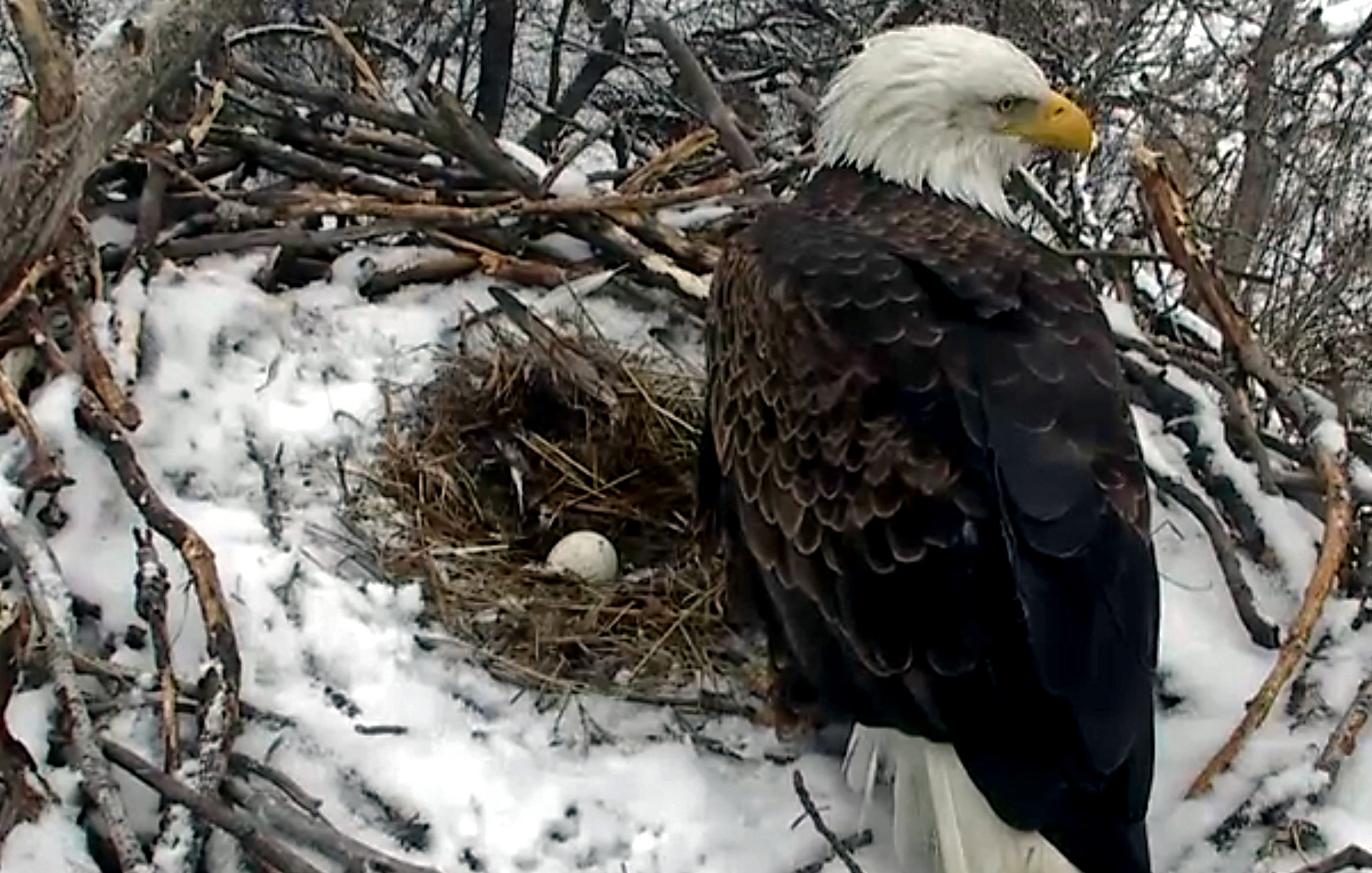 The Minnesota DNR Eagle Cam is back for a new season