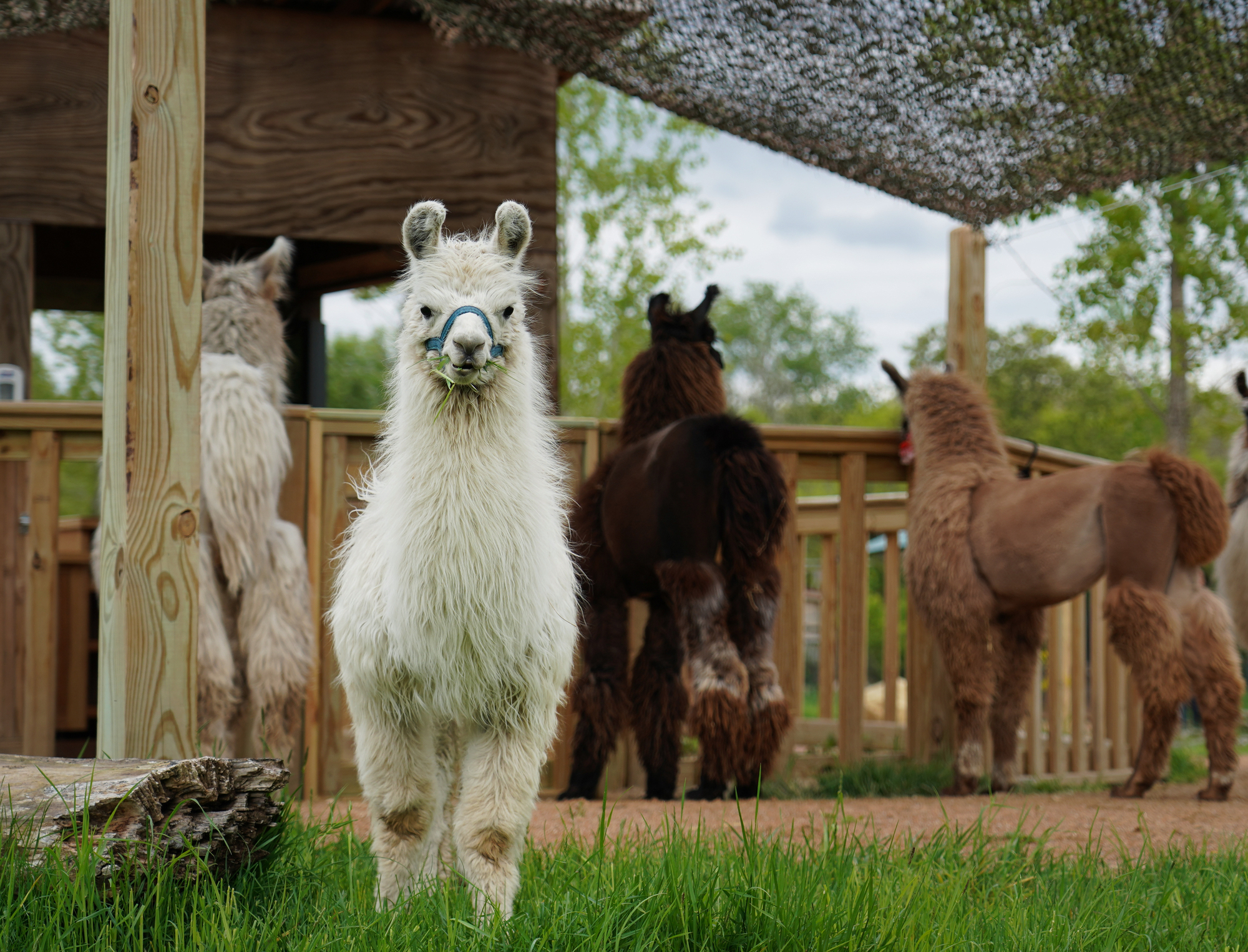 Family fun: Llama Trek at the Minnesota Zoo