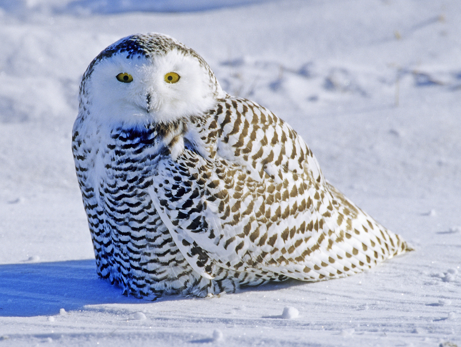 Surveying the owls of Minnesota