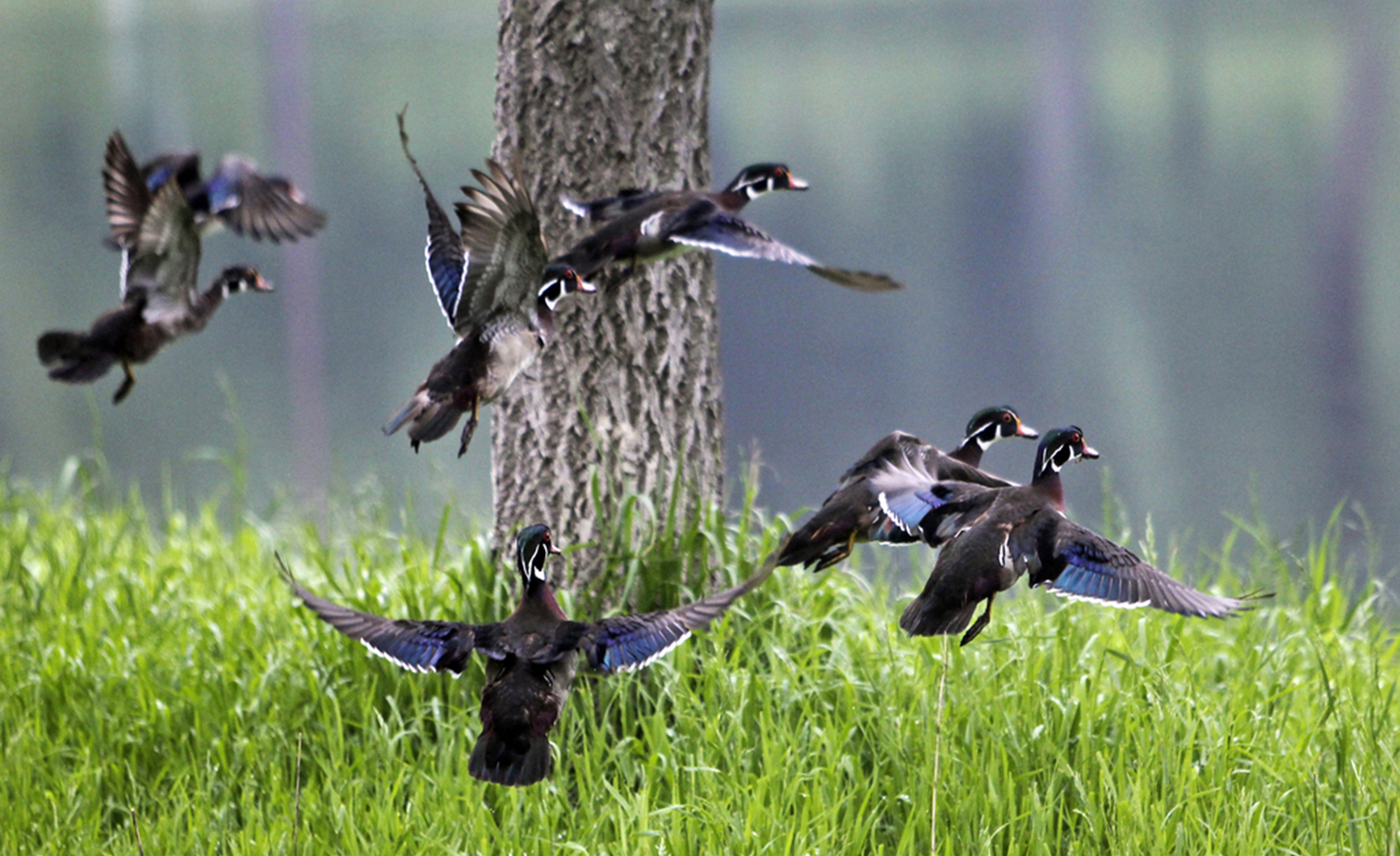 Waterfowl expert Minnesota duck opener didn't live up to expectations