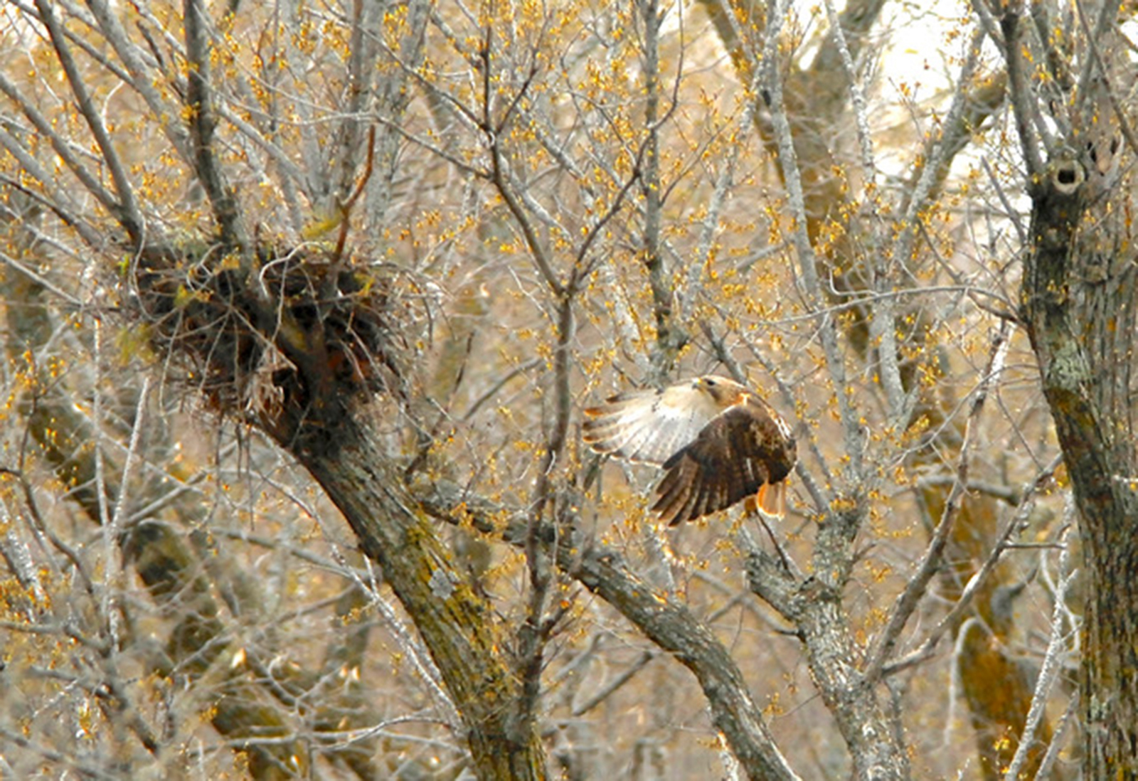 Highway hawks find meals even at rush hour