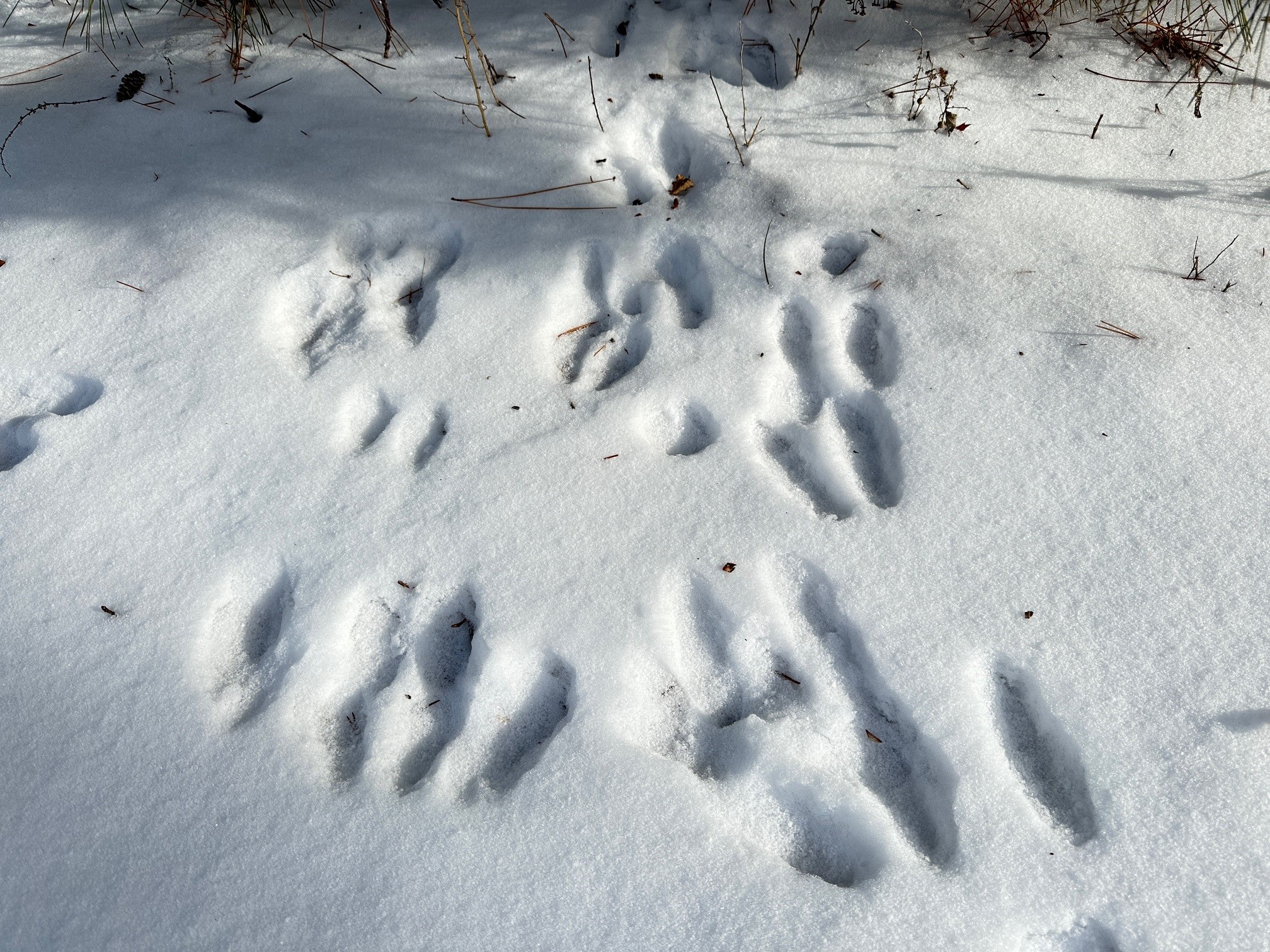 Animal Tracks In Snow Minnesota