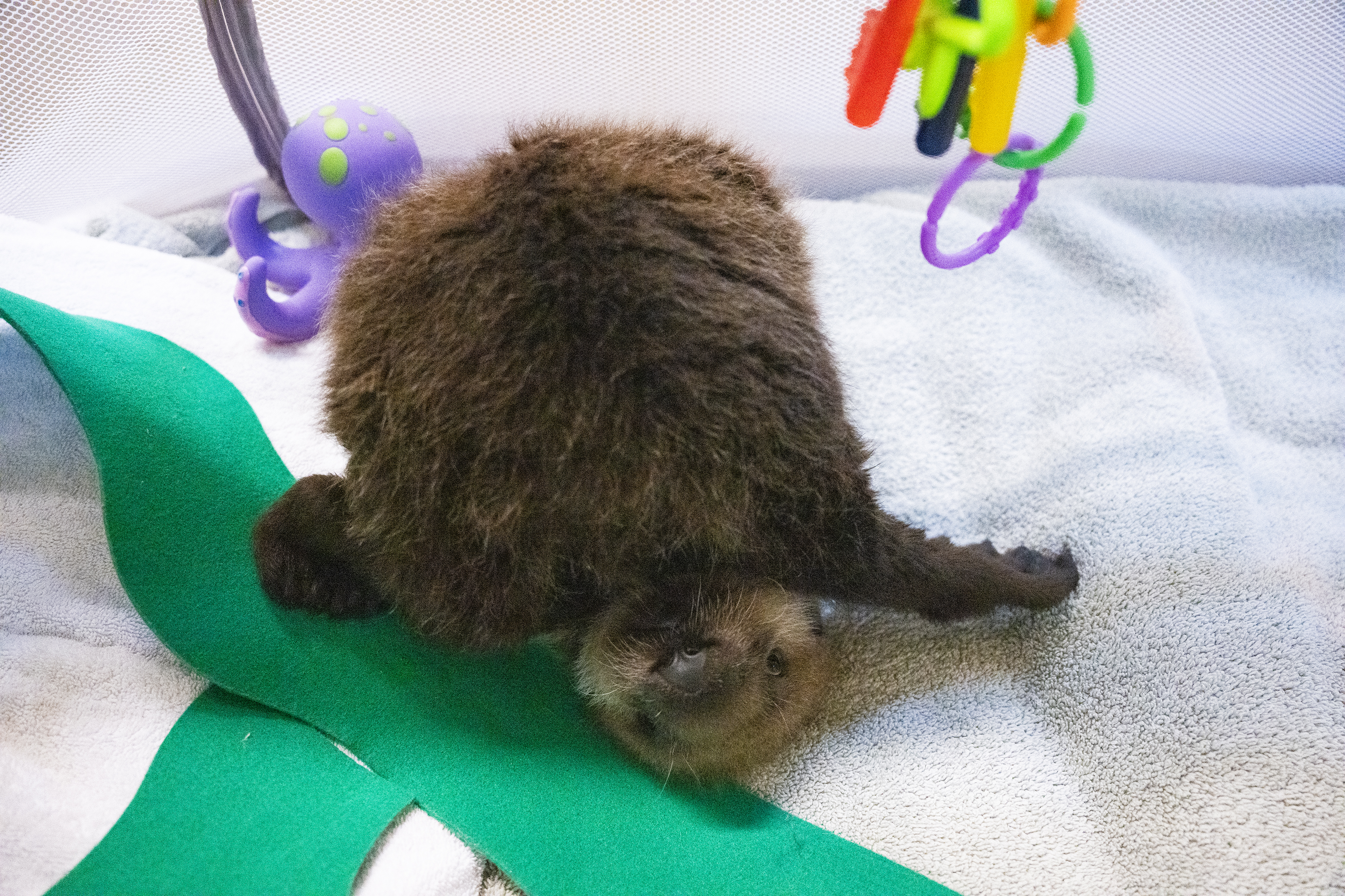 Zootopia+ Remains a Disney+ Hidden Gem (\u0026 It's a Must-Watch Before Zootopia  2), image size:3600x2400