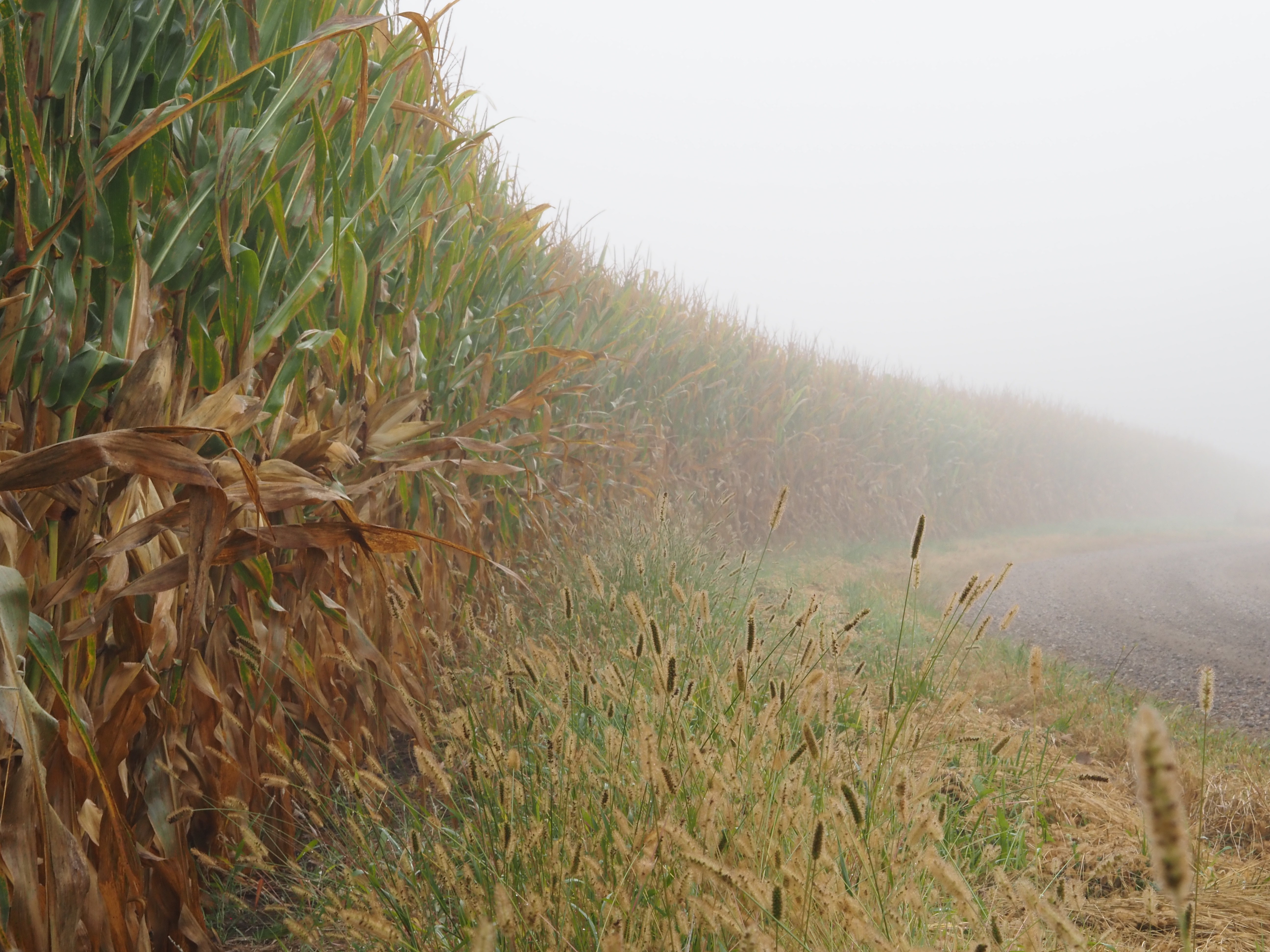 What the first day of fall looks like across Minnesota