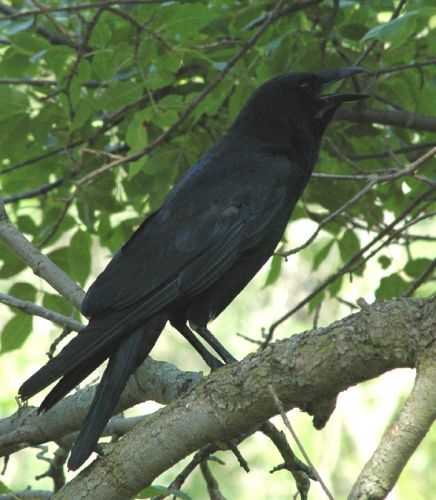 Crows are nature's scamps