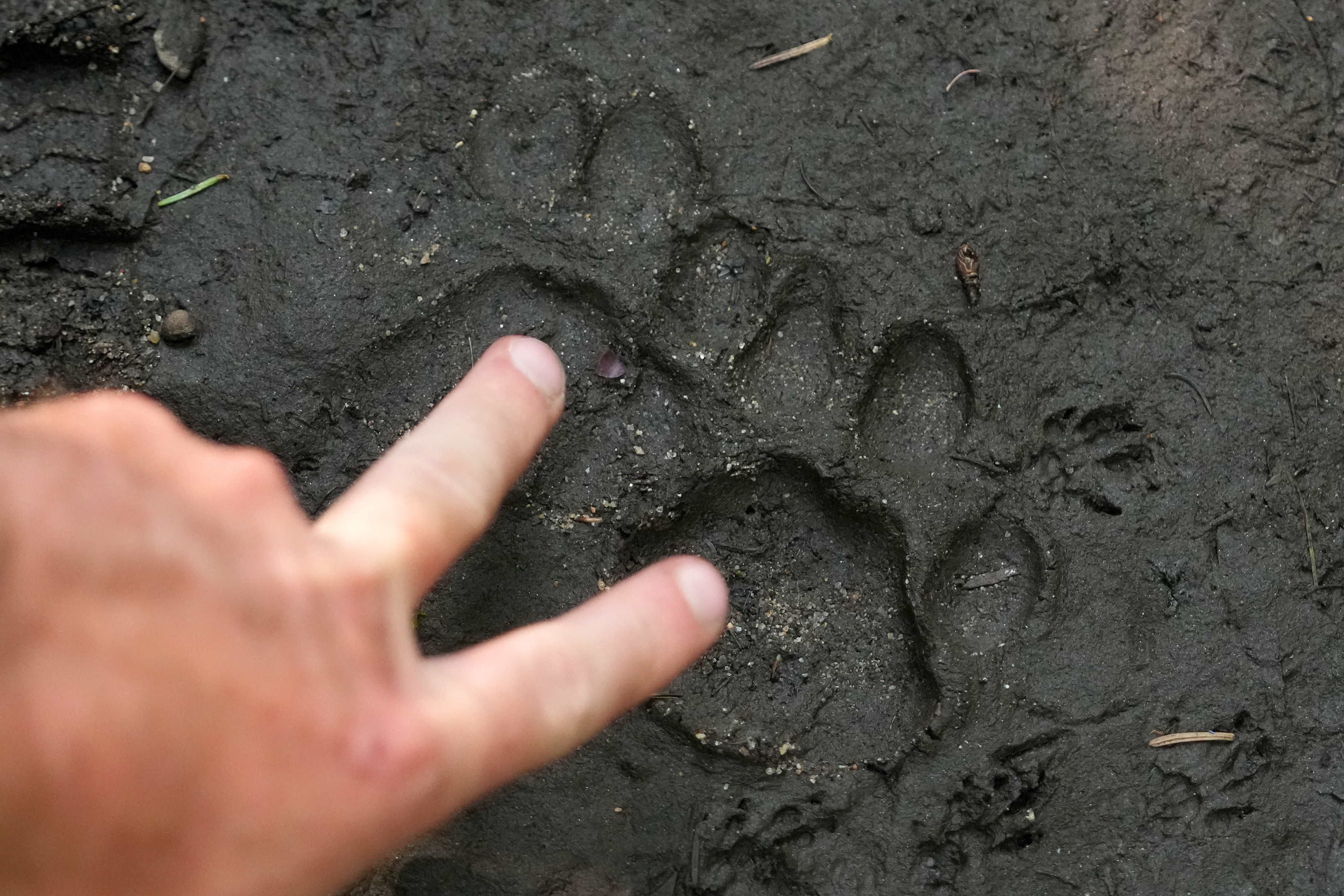 Min Wolves Logo Cougars are breeding in Minnesota for first time in more than 100 years