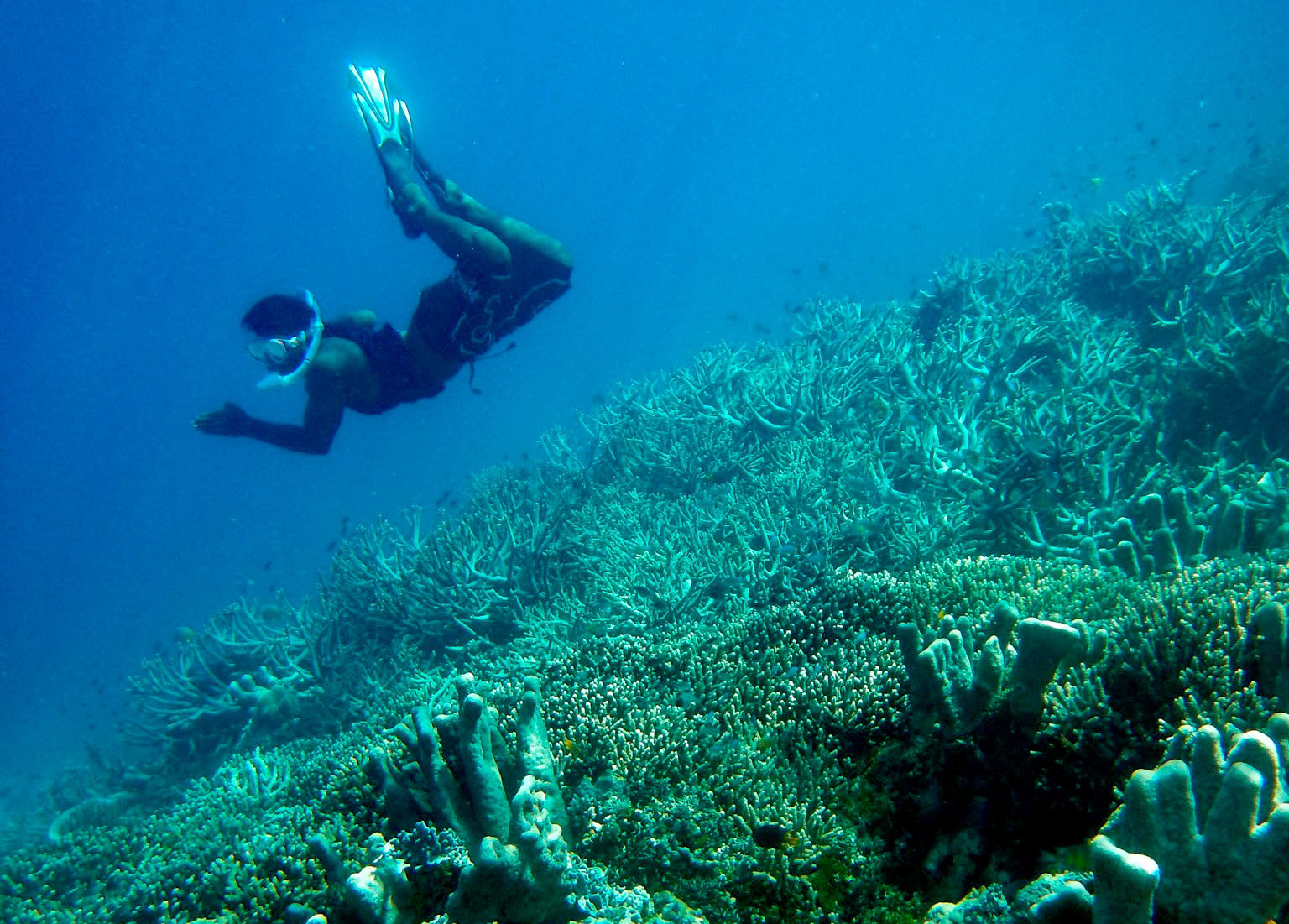 Indonesian islands of Raja Ampat are one of the best diving spots on ...