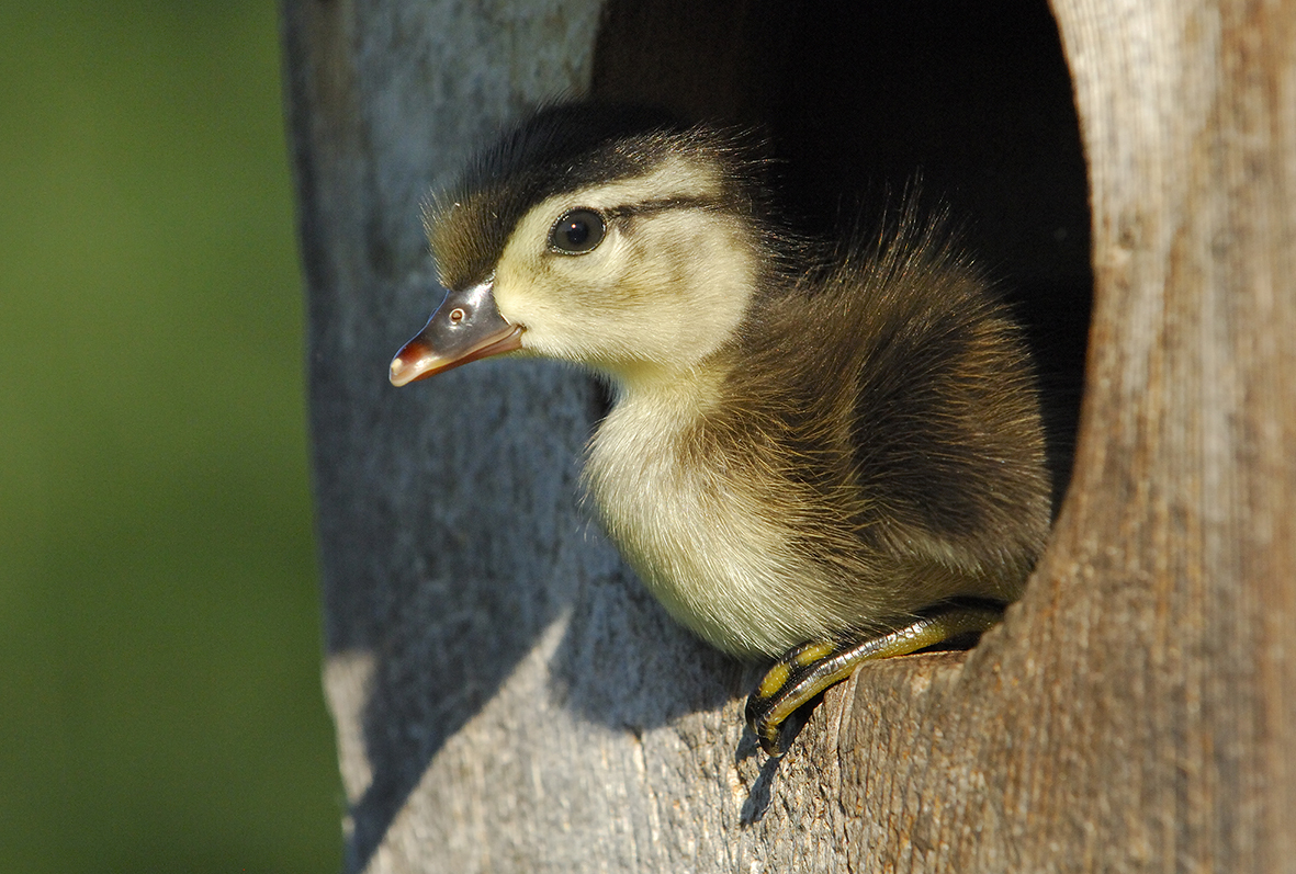 Wood Duckling