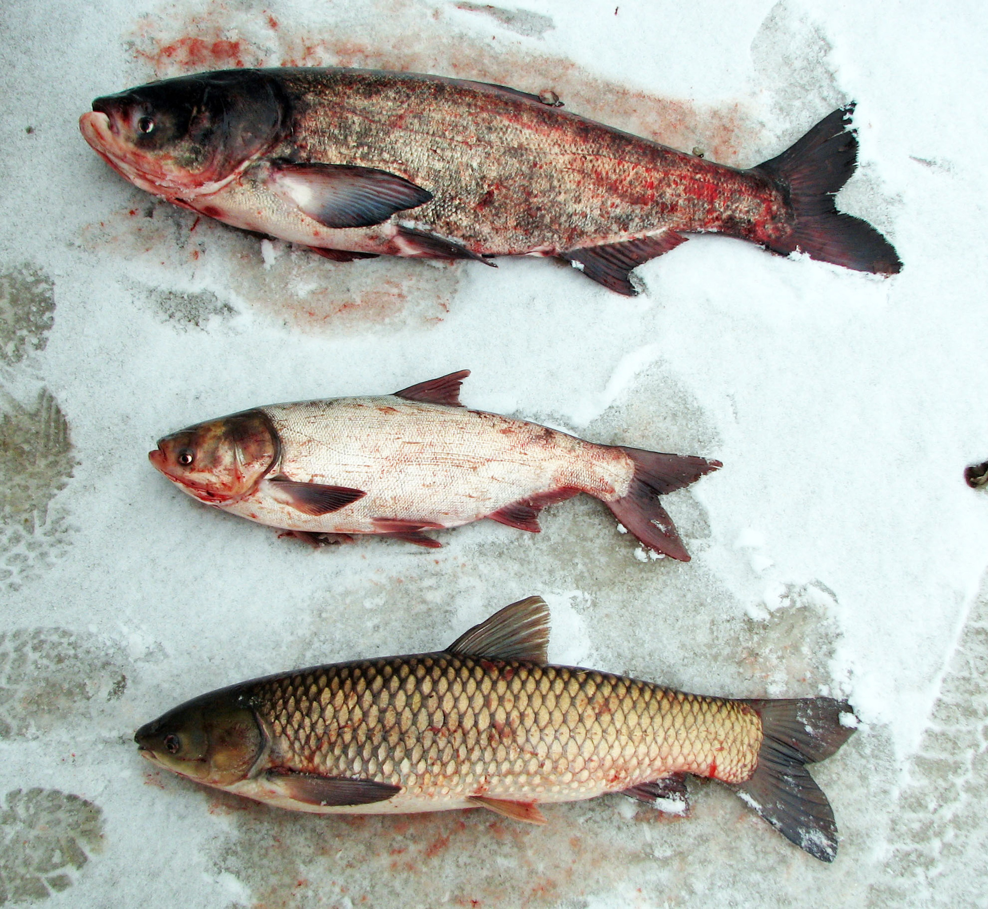 Record 51 Asian carp caught in Minnesota, a sign the fish may have  established permanent populations, image size:2000x1840