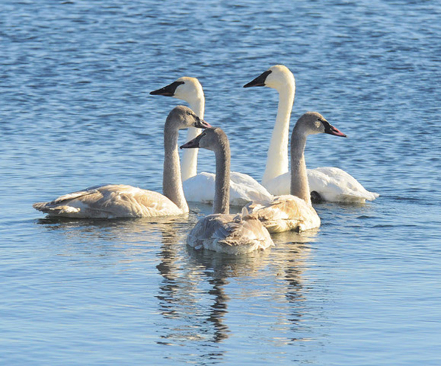 The best places to see swans this fall in Minnesota and Wisconsin