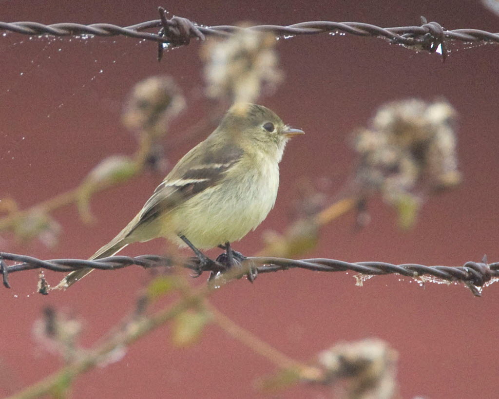 Rare 'dinky' bird migrates to U.S. for first time