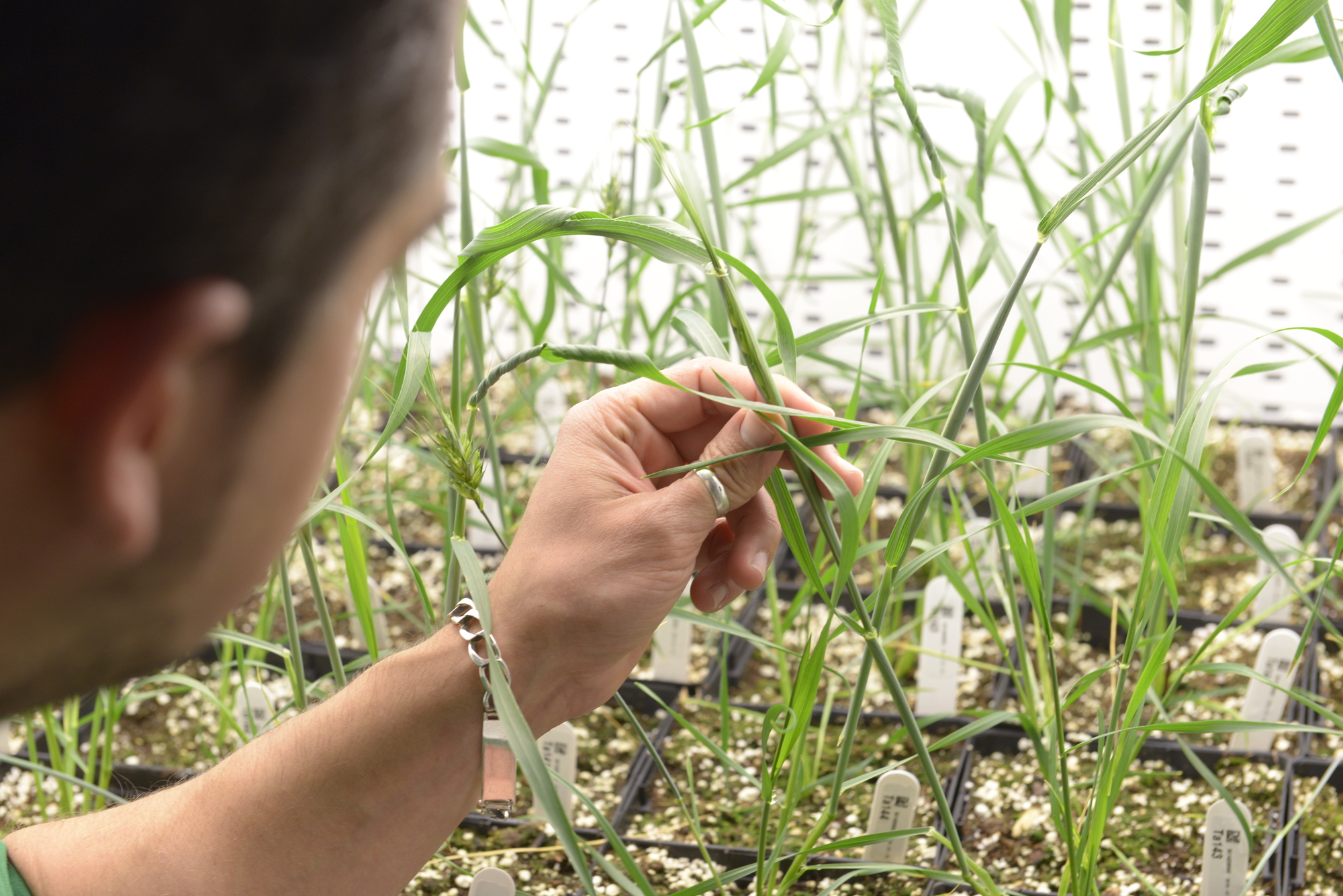 Agricultural biotechnology company Calyxt files for IPO