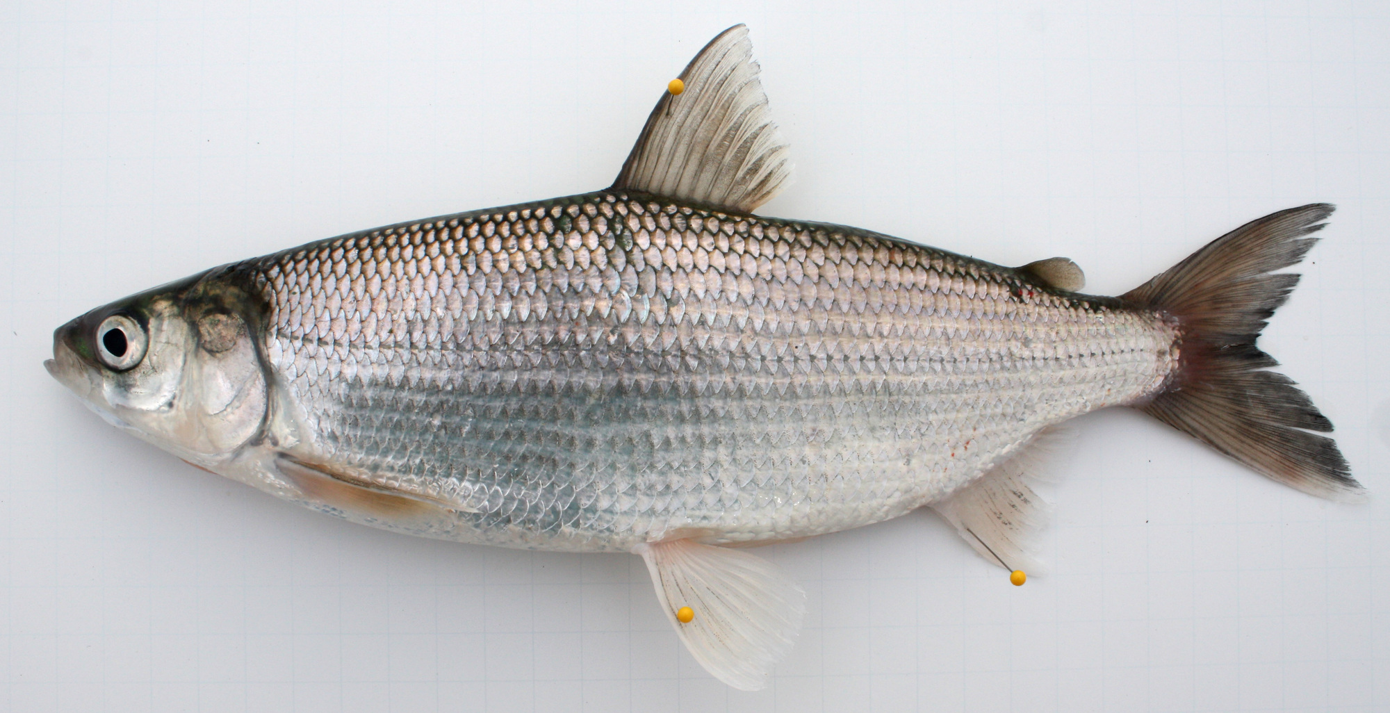 Saving the tullibee, a fish at the bottom of Minnesota's food chain