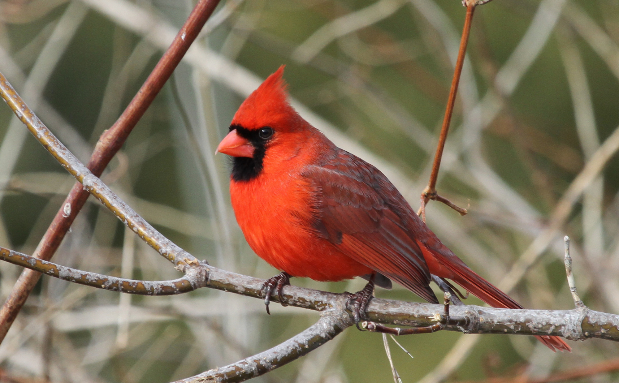 Cardinal Singing At Night