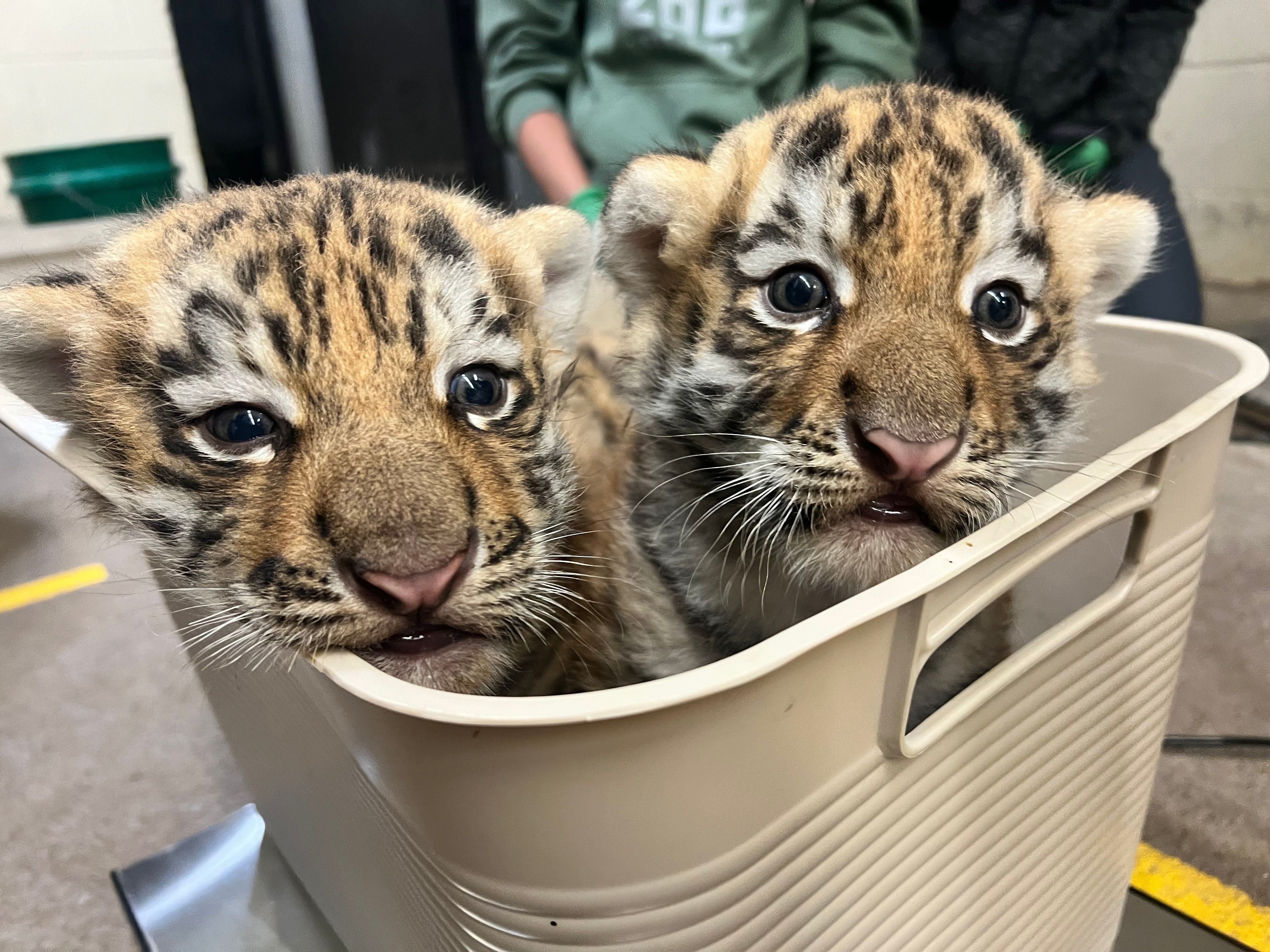 Minnesota Zoo welcomes birth of two endangered tiger cubs