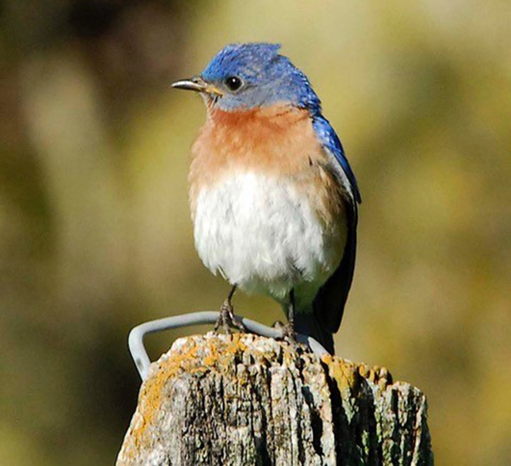 DNA evidence helps trace the history of a bird species