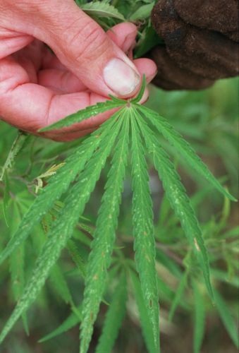 Nuisance grows like a weed in metro