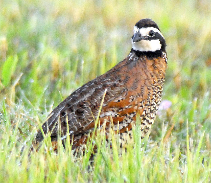 Are quail in Minnesota wild or game raised? Does it matter?