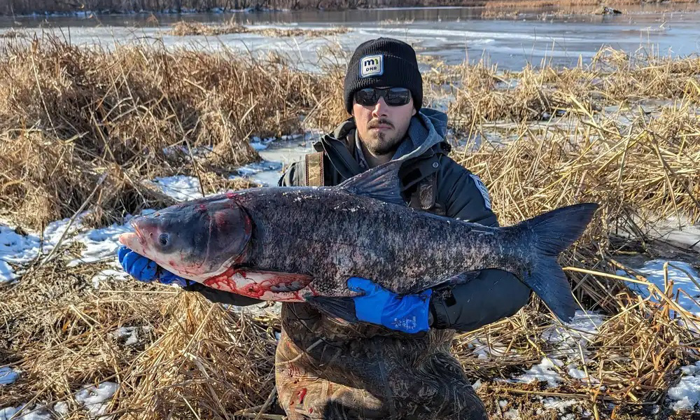 Minnesota invasive carp deterrent action moving thanks to multimillion ...