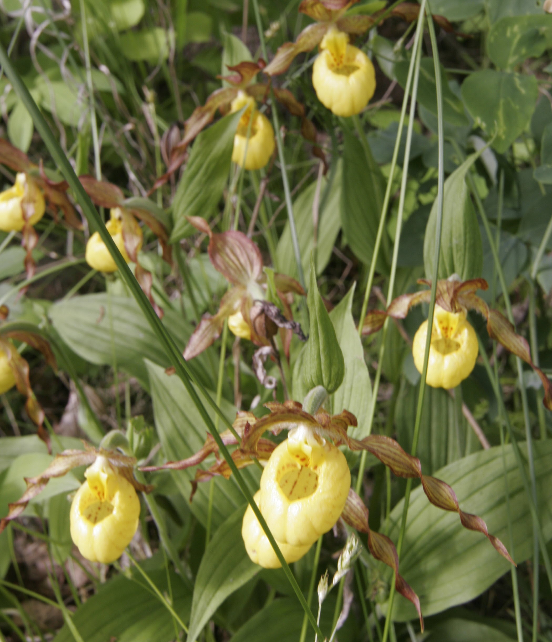Minnesota Lady Slipper Plate
