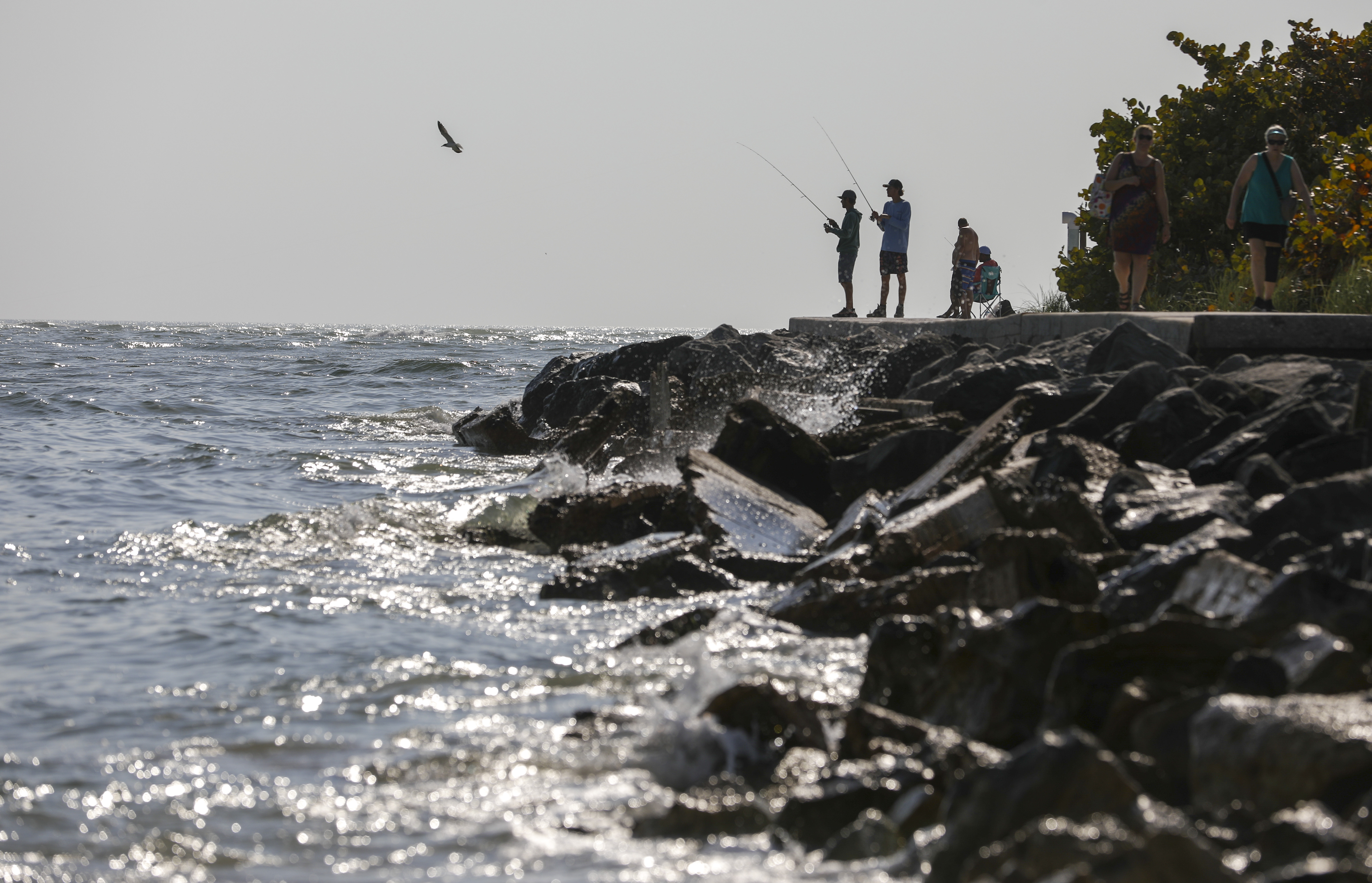 Red tide is blooming in Southwest Florida after Hurricane Ian. Will it  reach Tampa Bay?