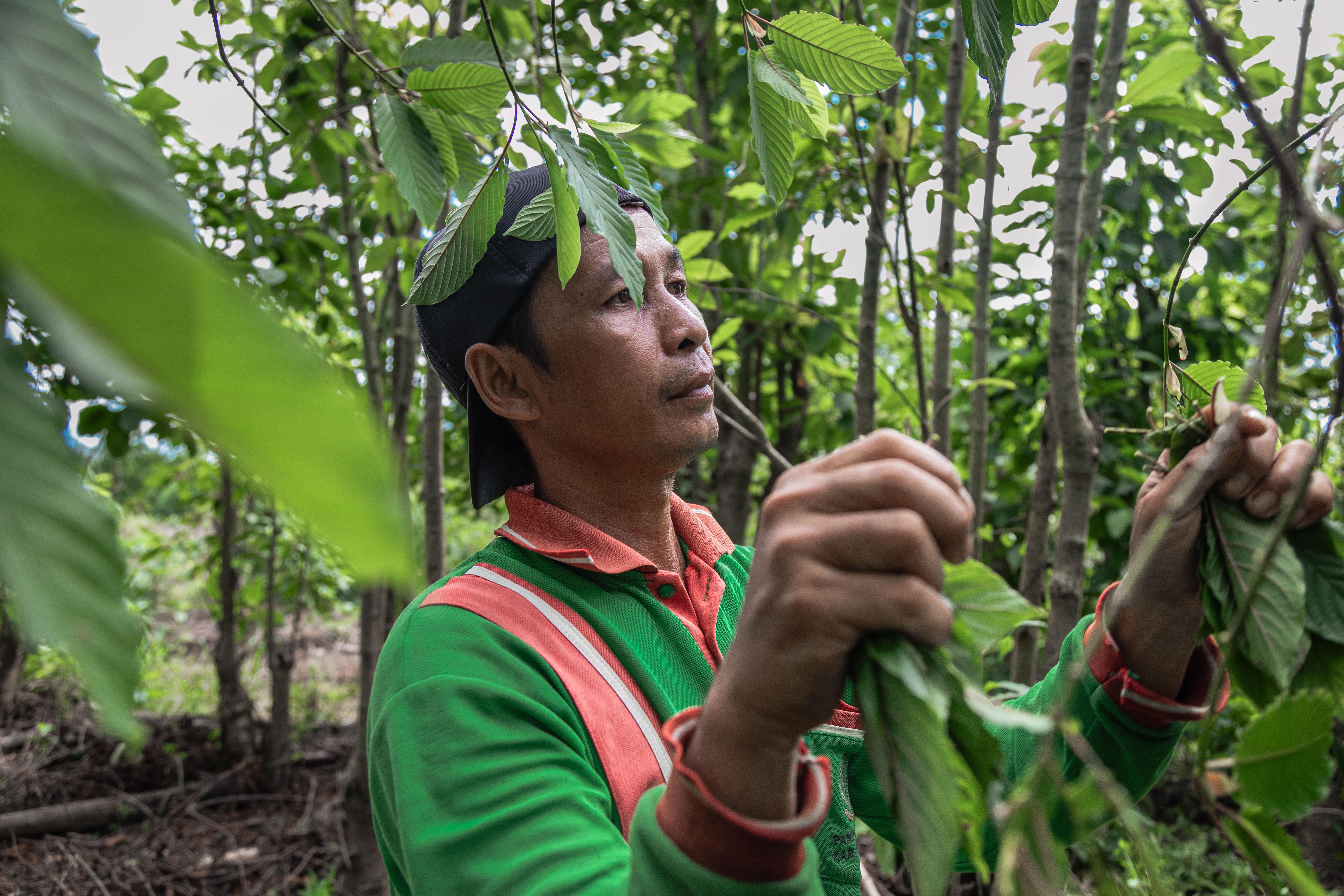 A farmworker harvests kratom in Indonesia’s West Kalimantan region in
              October. The vast majority of U.S. kratom businesses buy leaves from
              Indonesia.