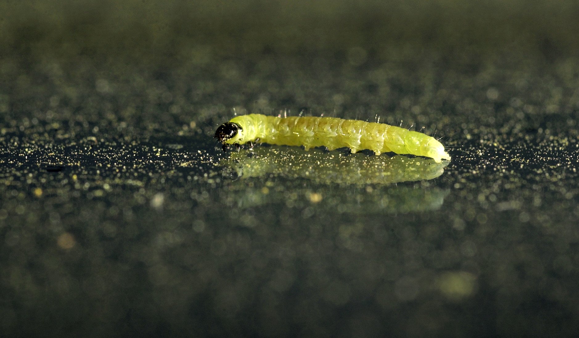 What are those green worms hanging around Florida?