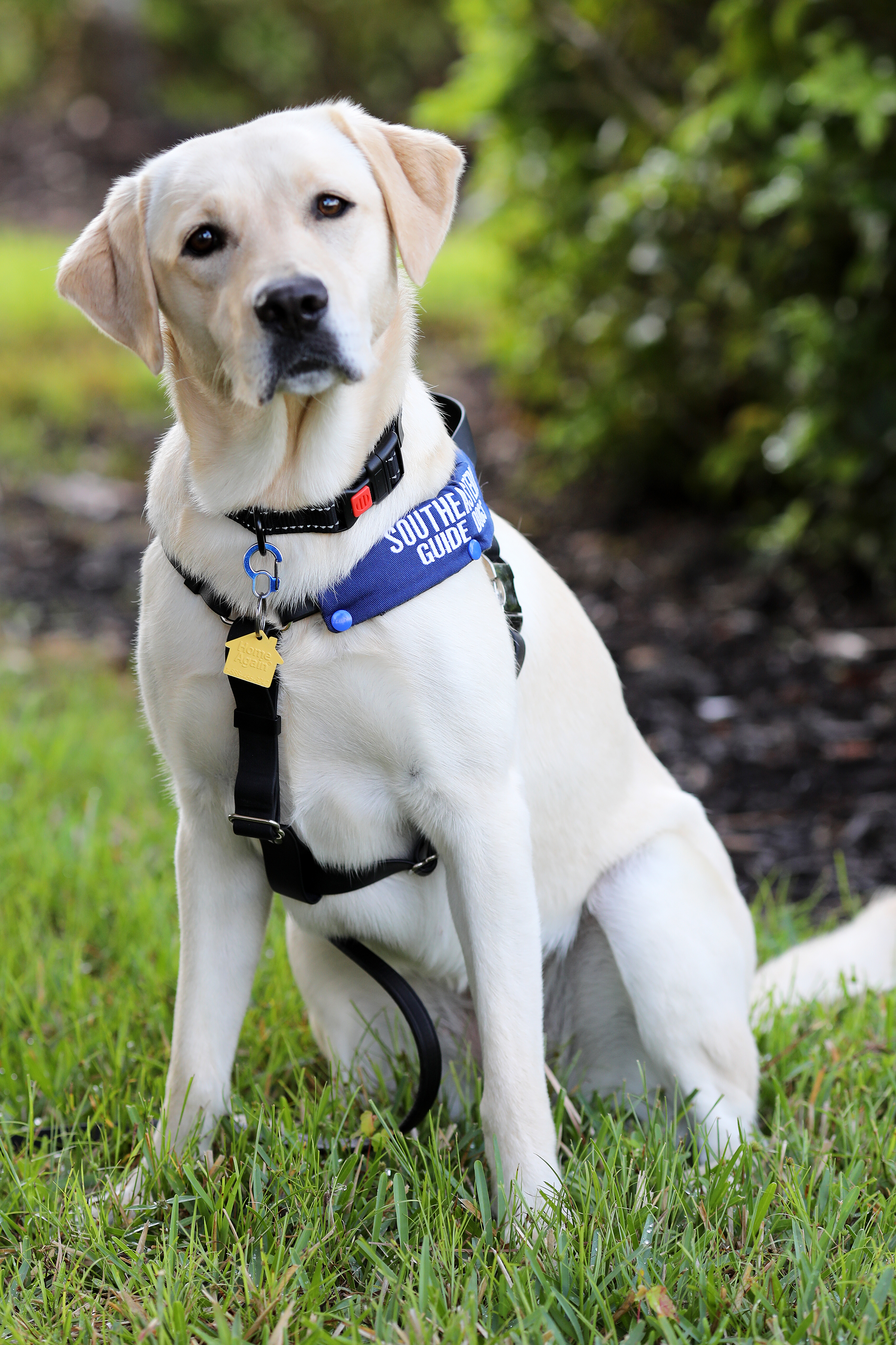 Yellow lab clearance service dog