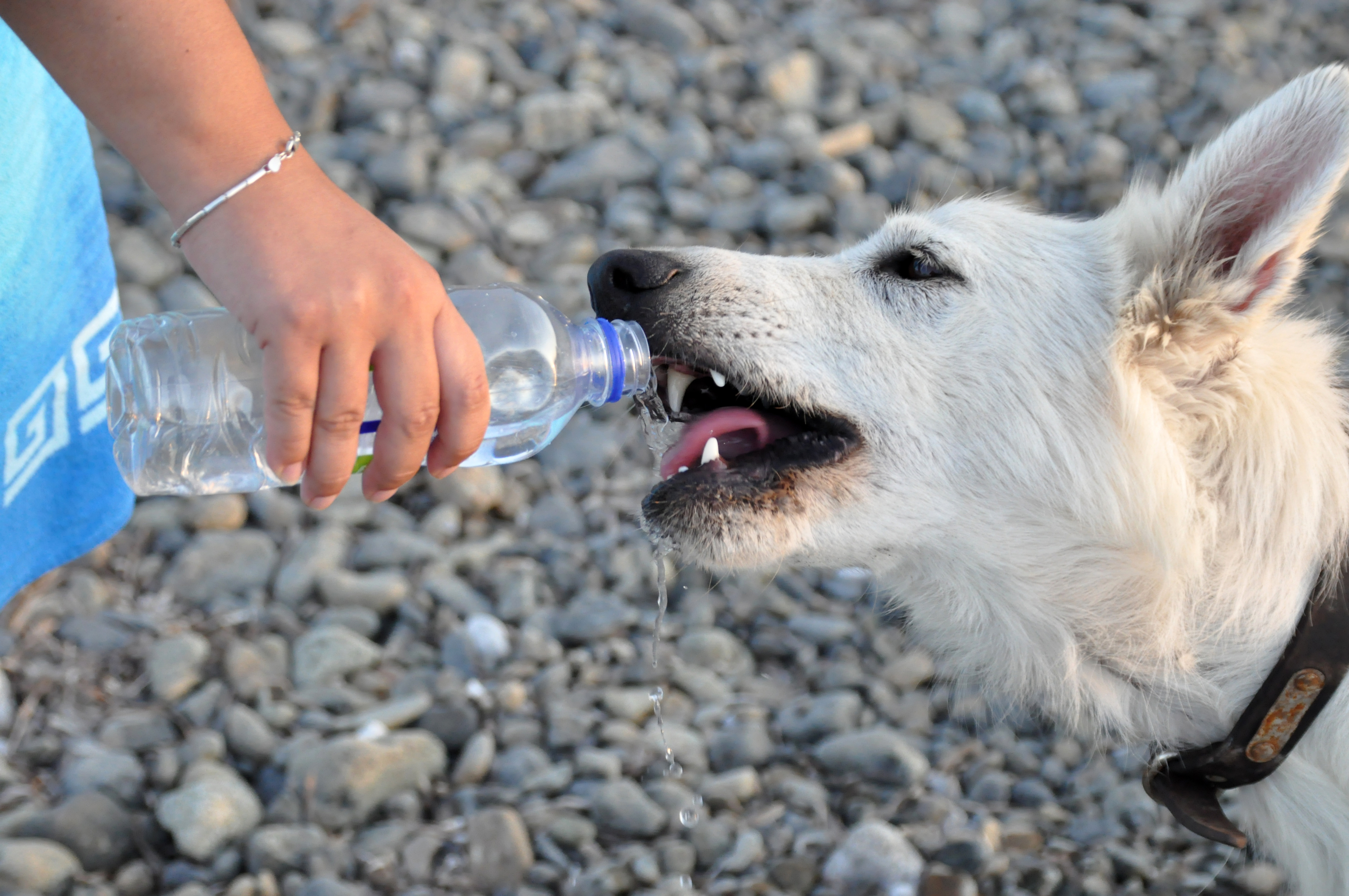 Warning: Leaving water bottle in a car can be fatal!