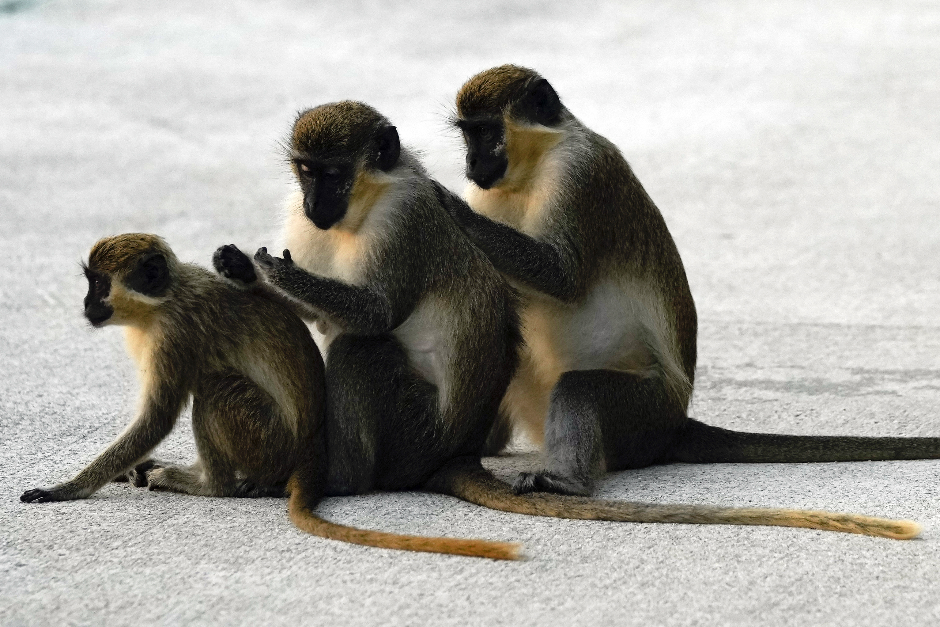 U.S. Fish and Wildlife Service: Add These Monkeys to the