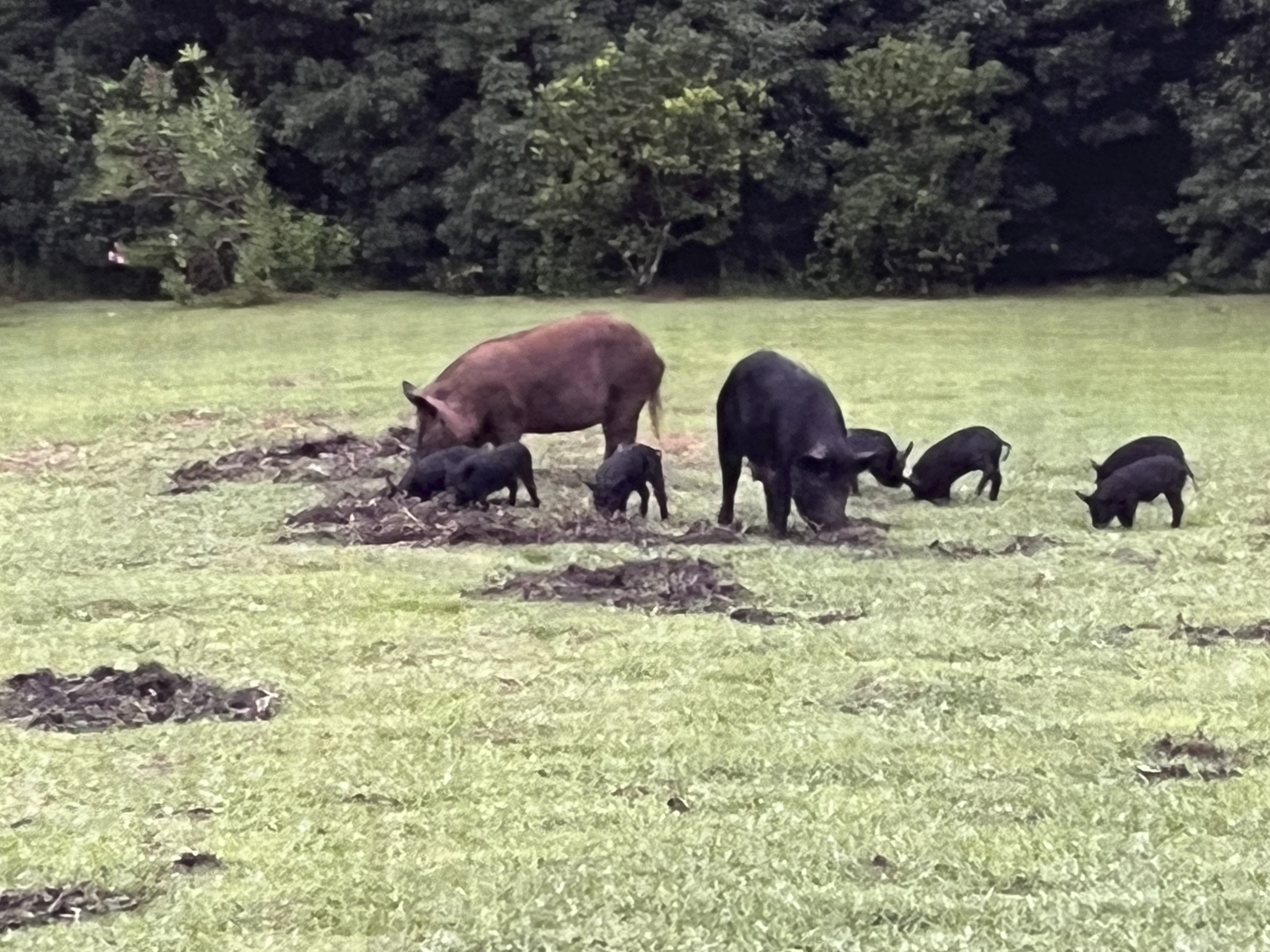 Wild Pigs Are Destroying the Country: How Do You Stop Them?