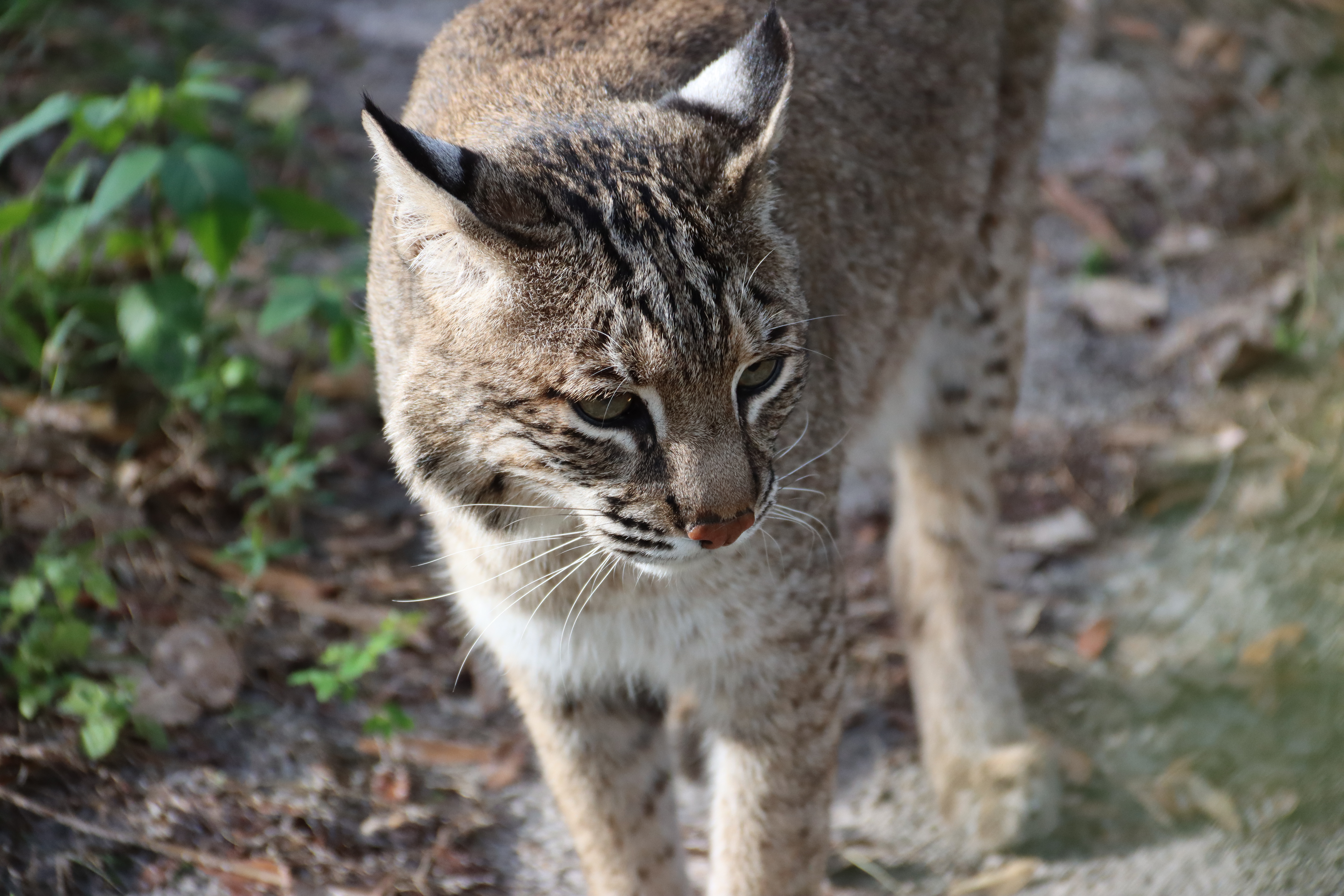 The Ultimate Guide to Trapping Wild Animals in Florida