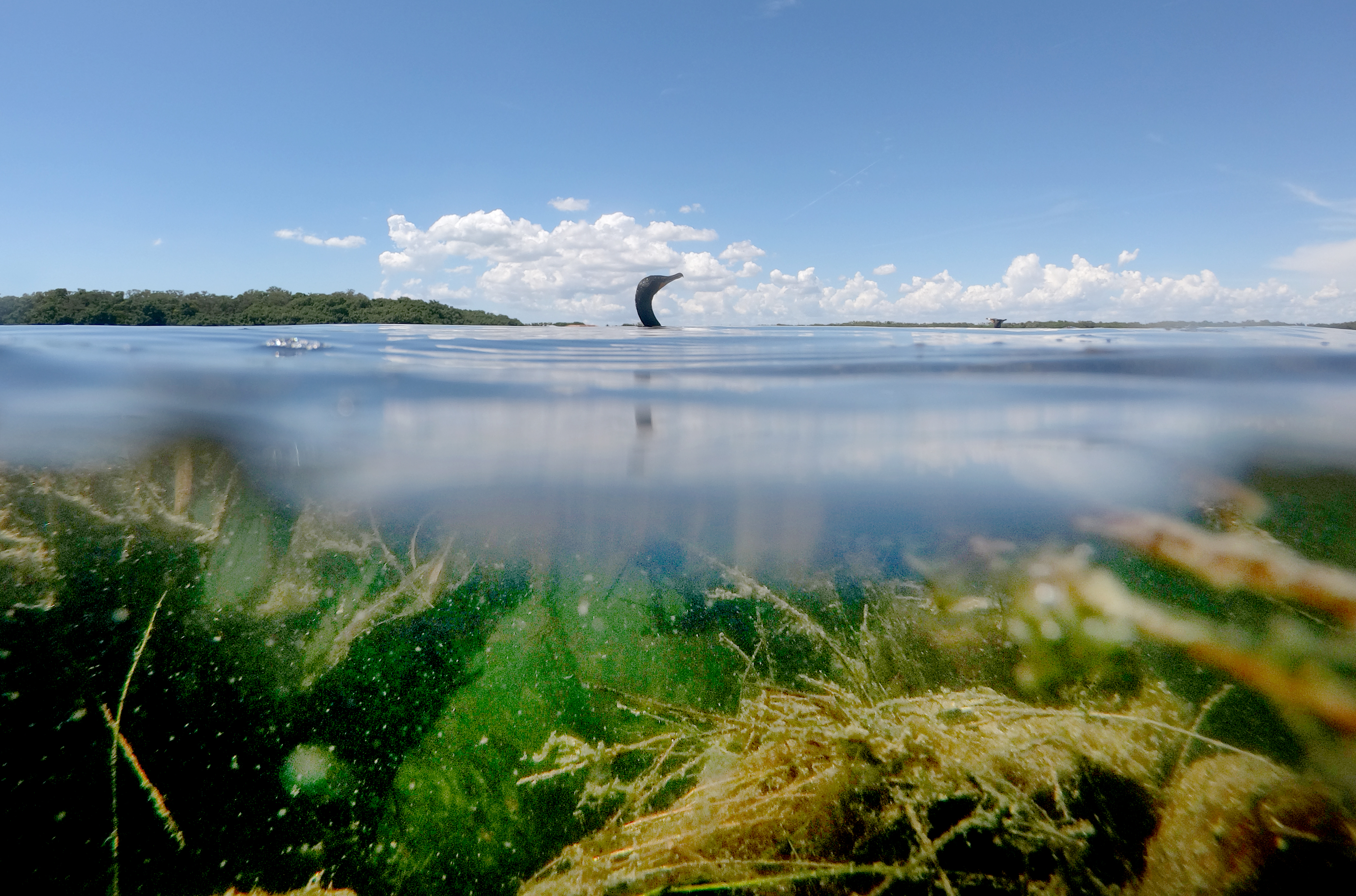 Seagrass In Tampa Bay Declined 13 Percent In Recent Years