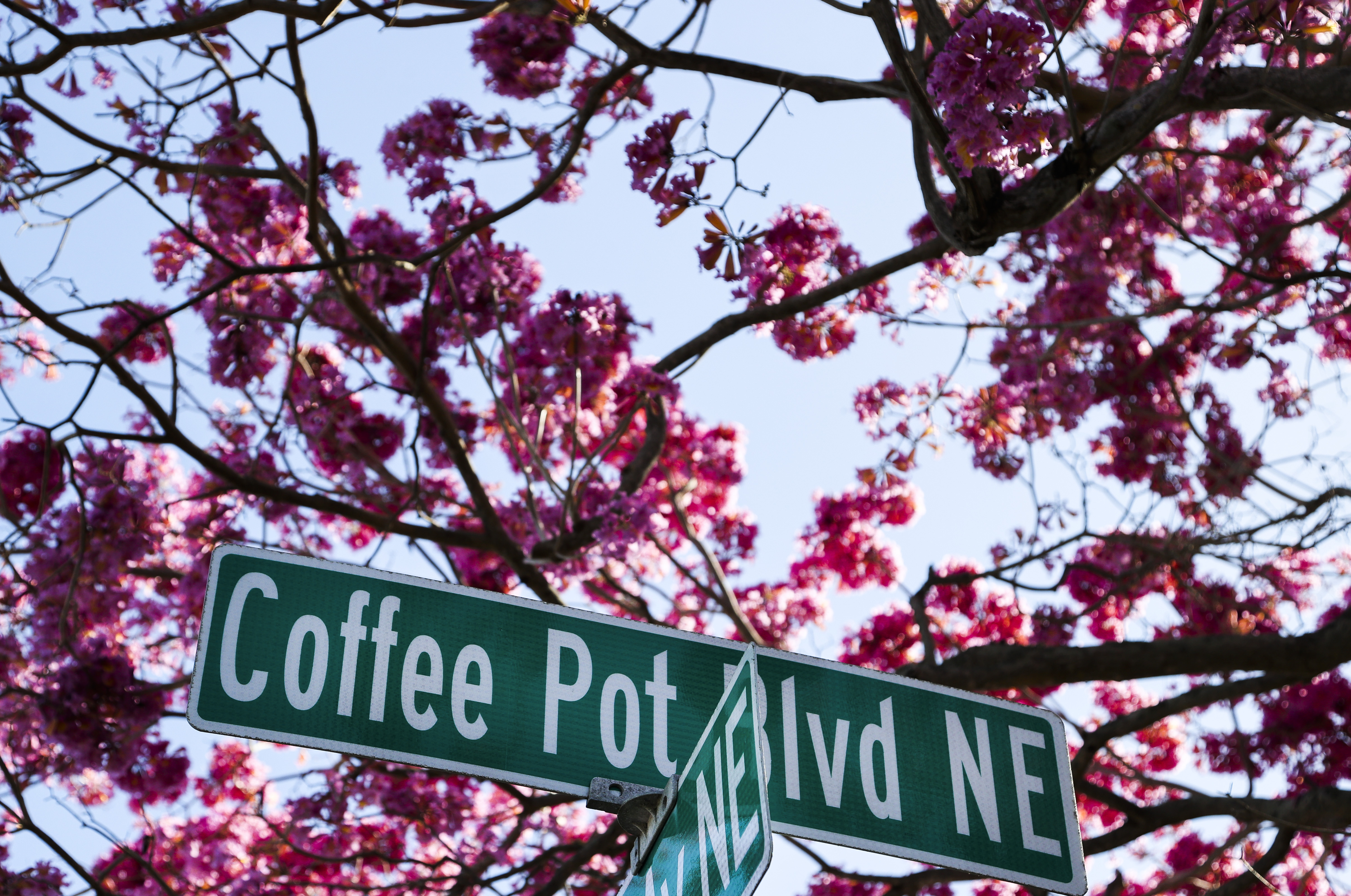The big pink trumpet tree on Coffee Pot Bayou is in bloom. What's