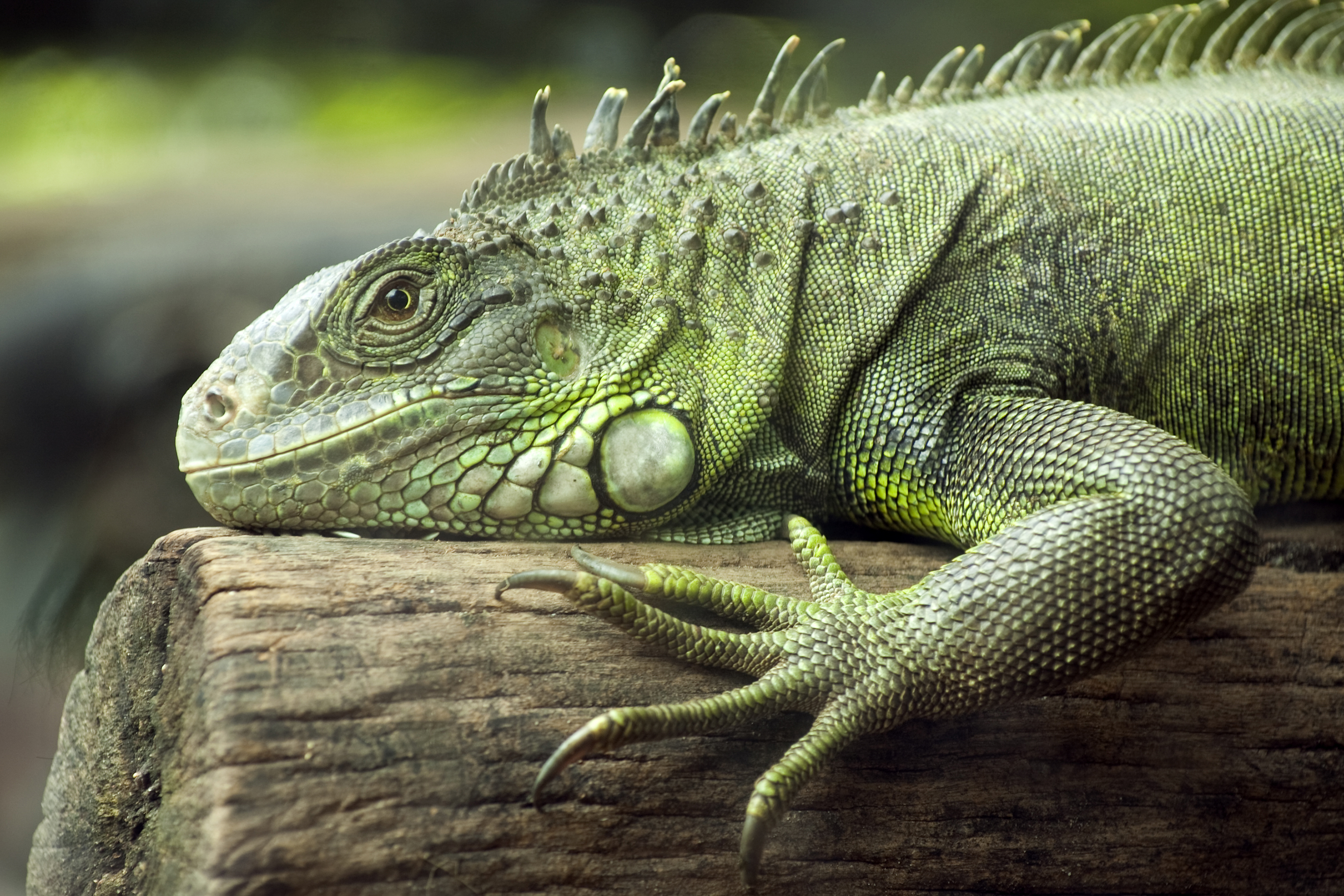 Guy Getting Bit by Iguana on Arm on Purpose