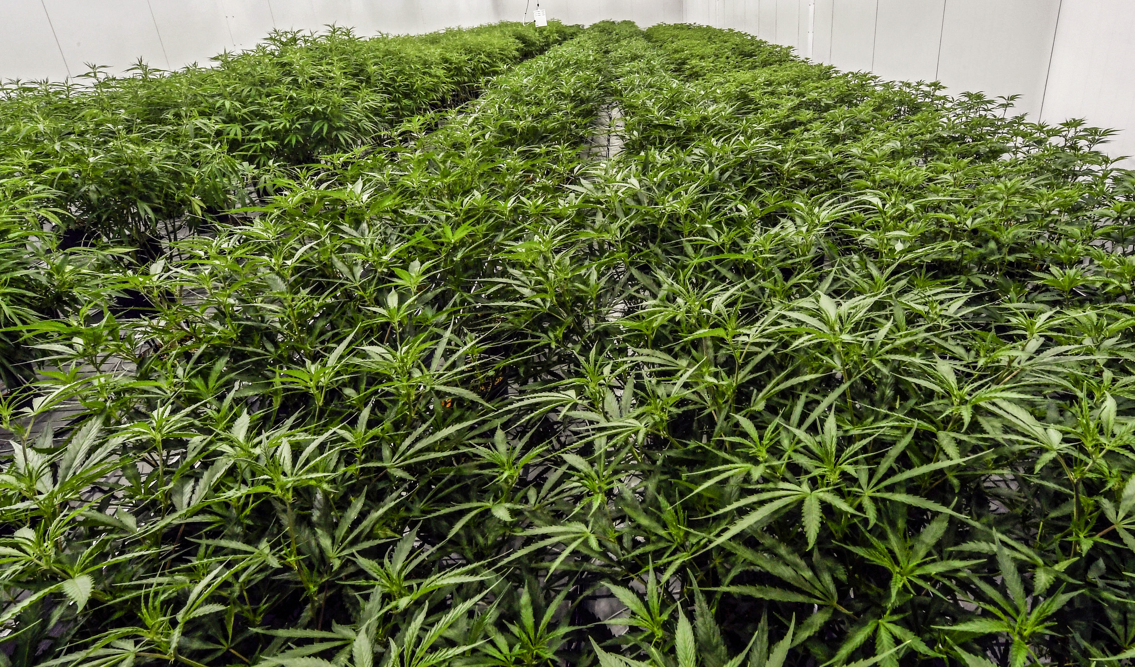 Giant Florida marijuana grow house sets stage for recreational pot