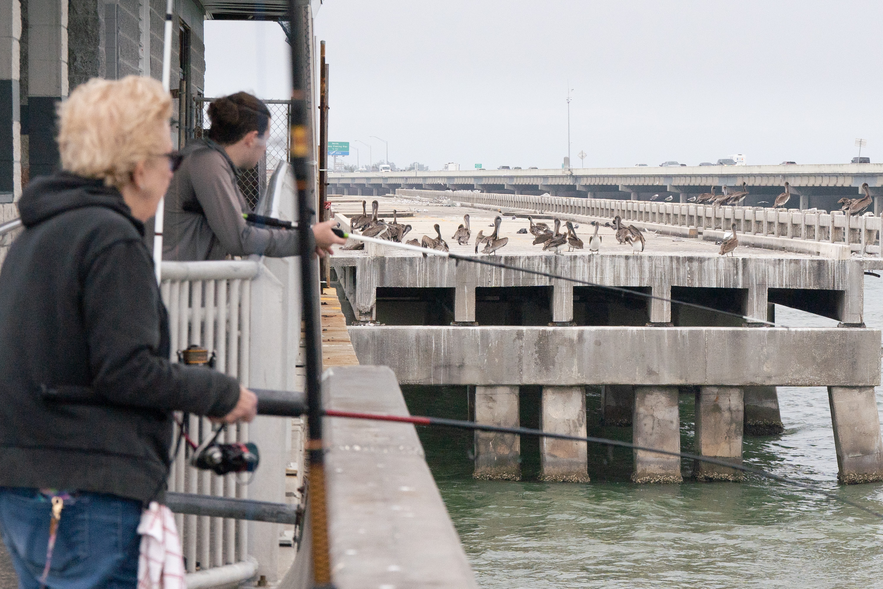 Wildlife officials weigh new rules at Skyway Fishing Pier to curb bird  entanglements