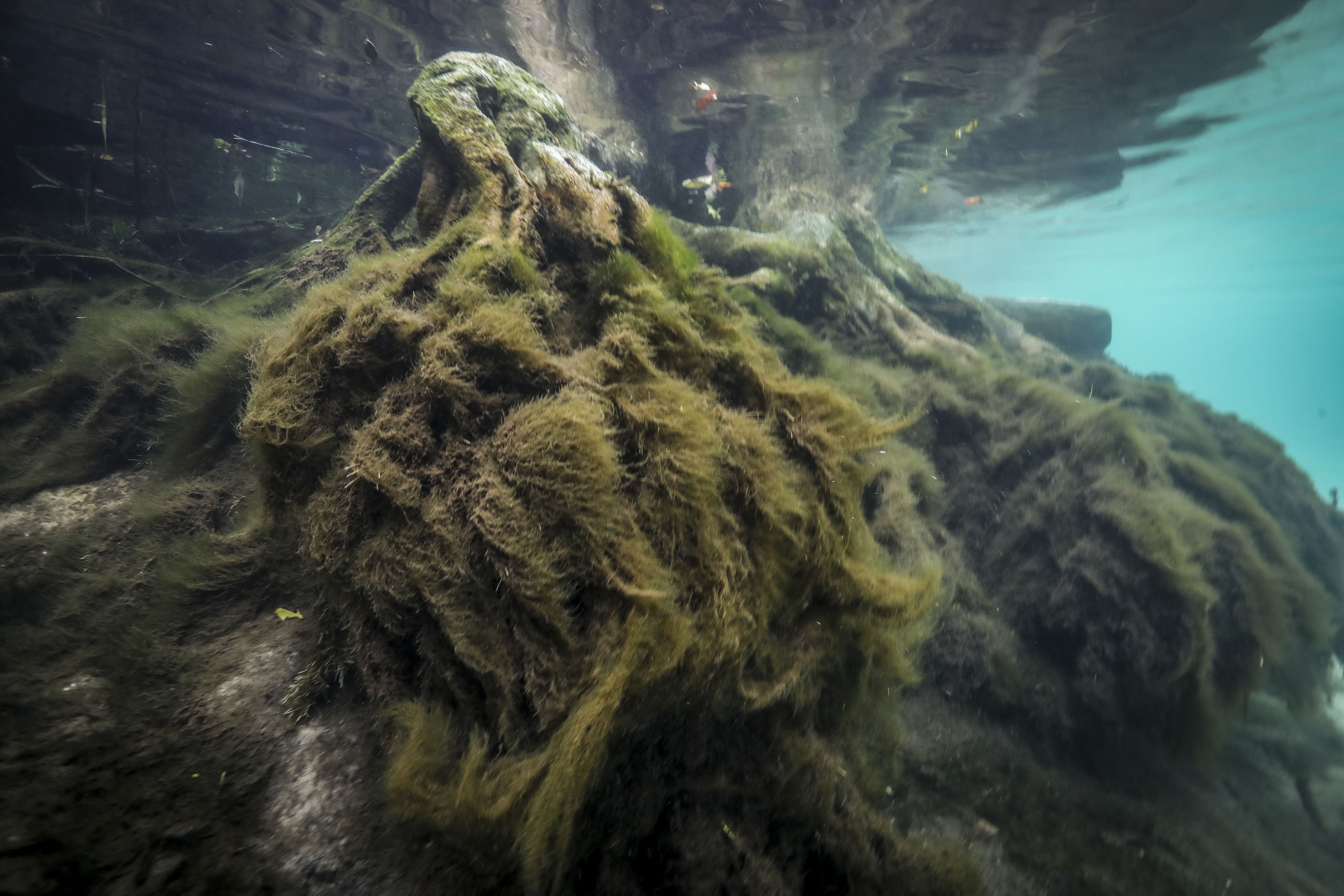 Algae clings to tree roots beneath the surface of the spring-fed Weeki Wachee River, which has struggled with pollution from nearby septic tanks.