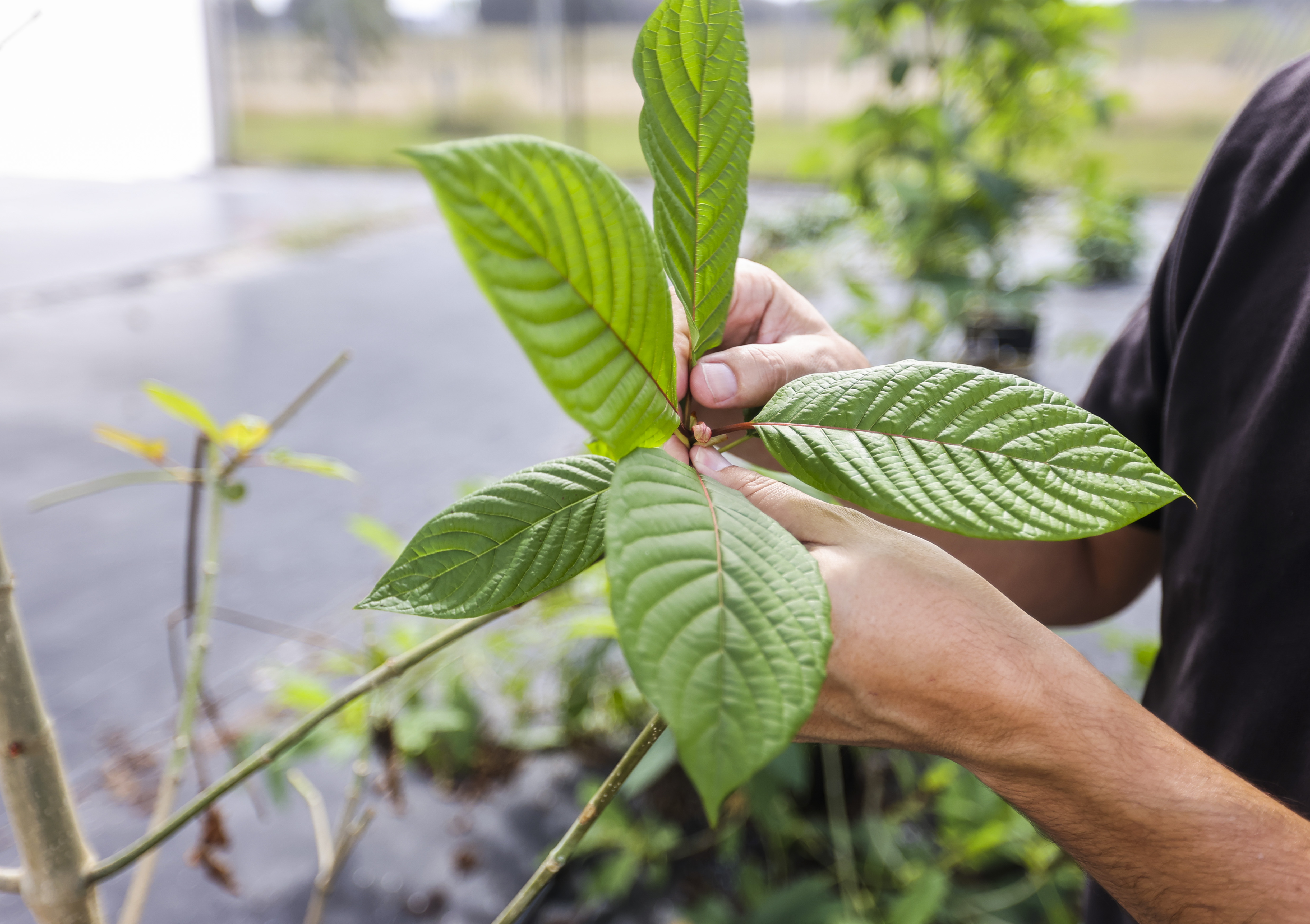 University of Florida researchers grow kratom in Apopka. Many
                  scientists believe the herb is a safer alternative to drugs driving
                  the opioid epidemic. But the FDA has chosen to leave kratom sold in
                  the U.S. largely unregulated.
