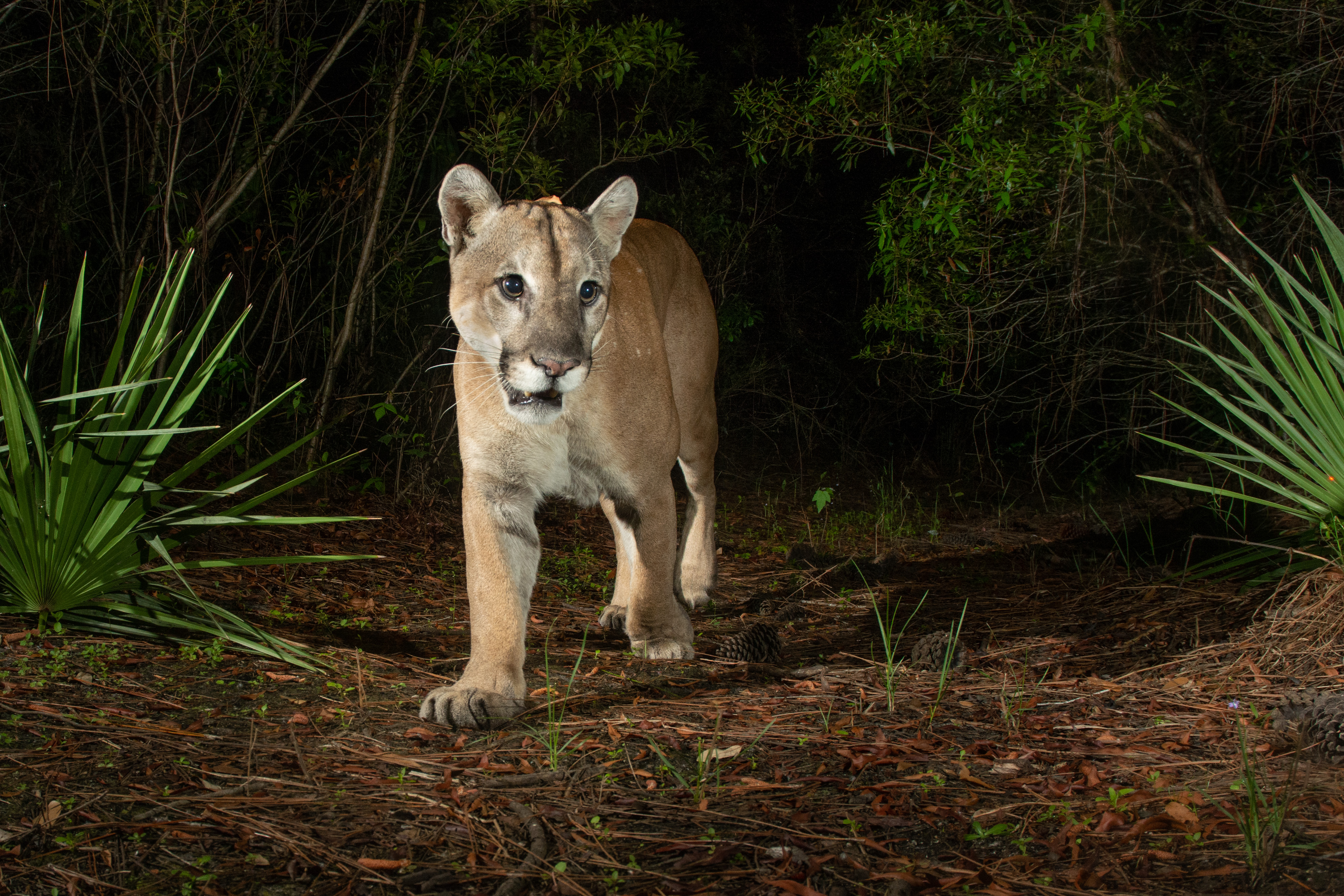 Path of the Panther