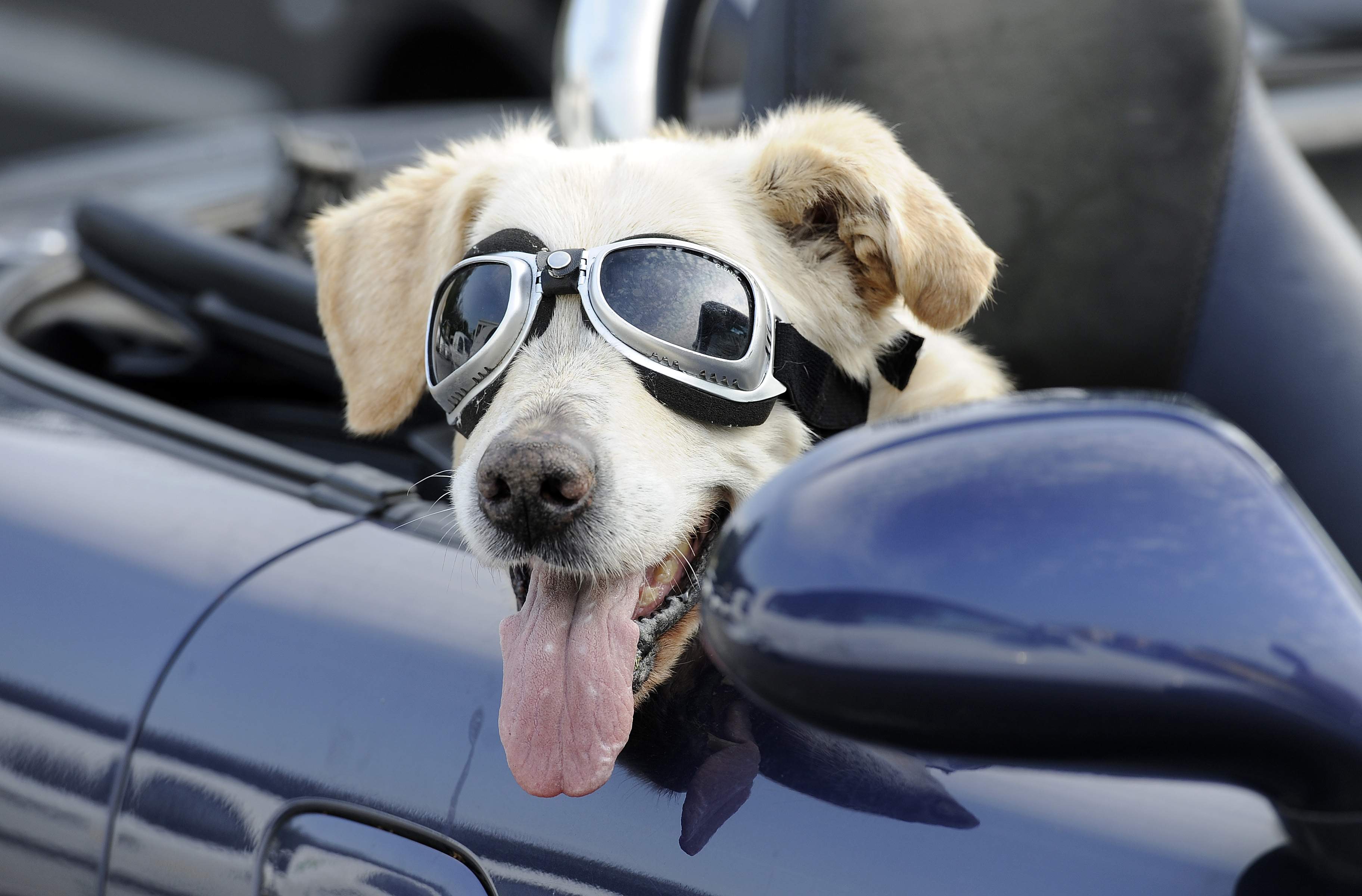 are dogs allowed at tampa bay walking bridge