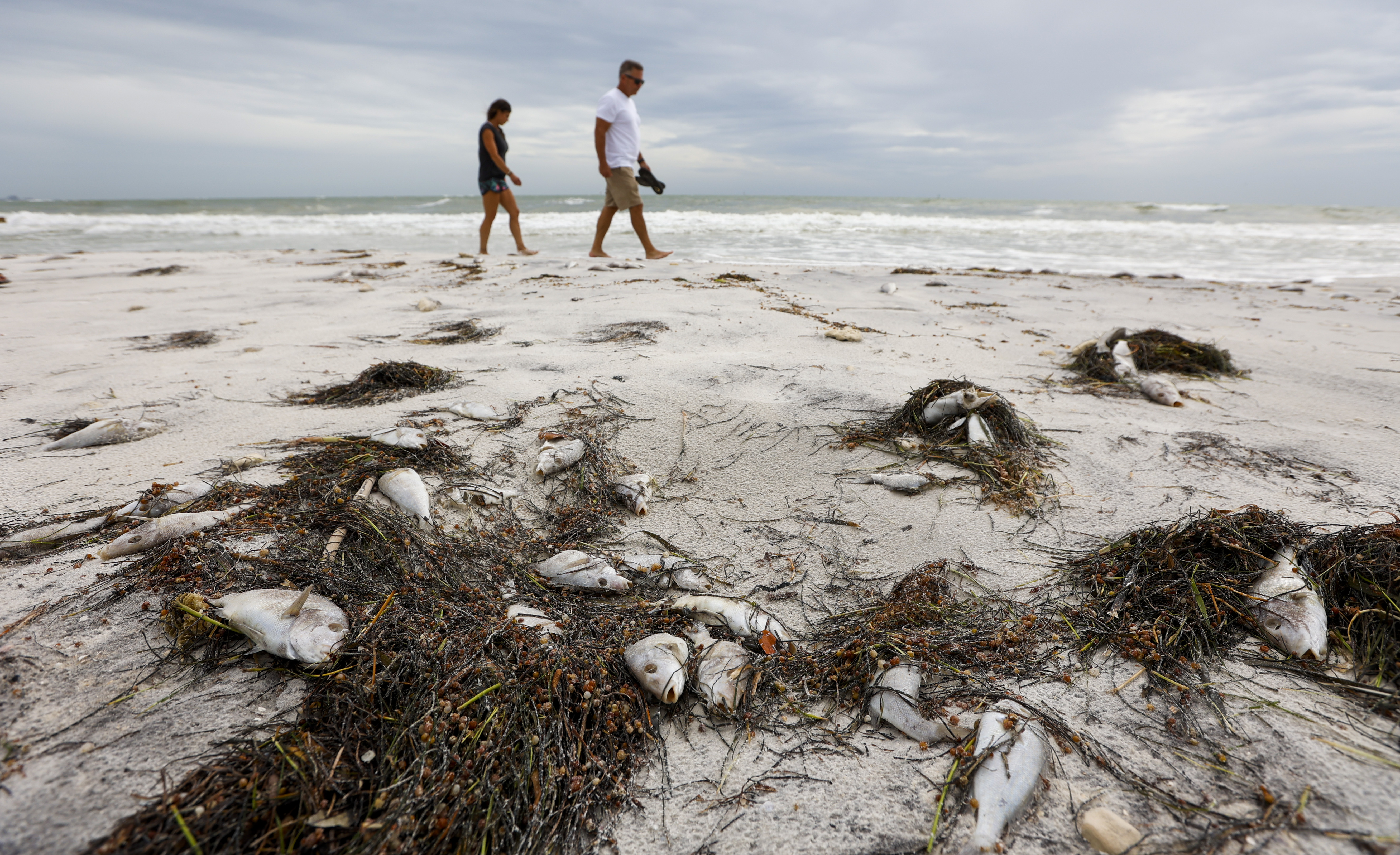 A foul task: They pick up Florida's red tide corpses