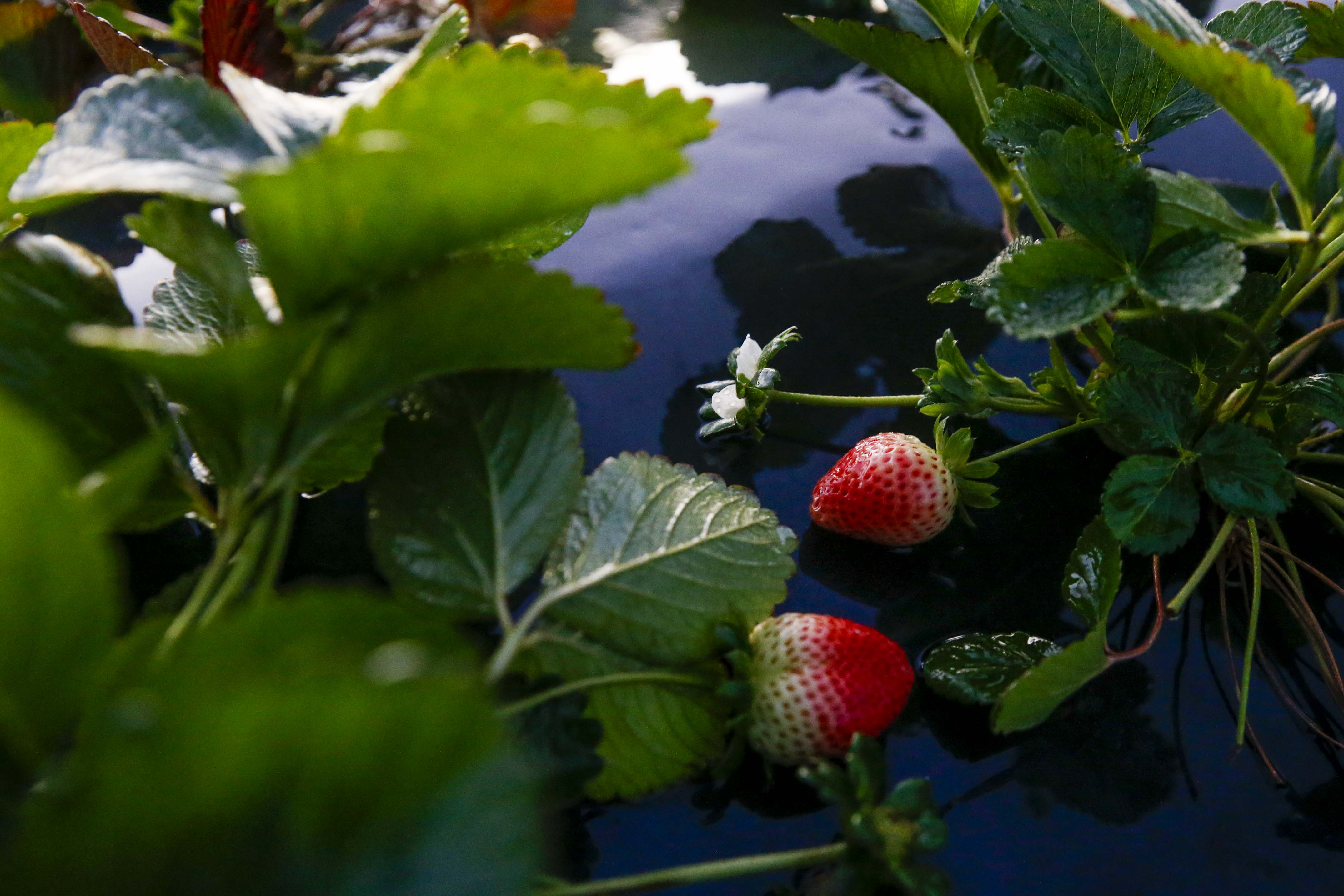 Strawberry season  The Times of Israel