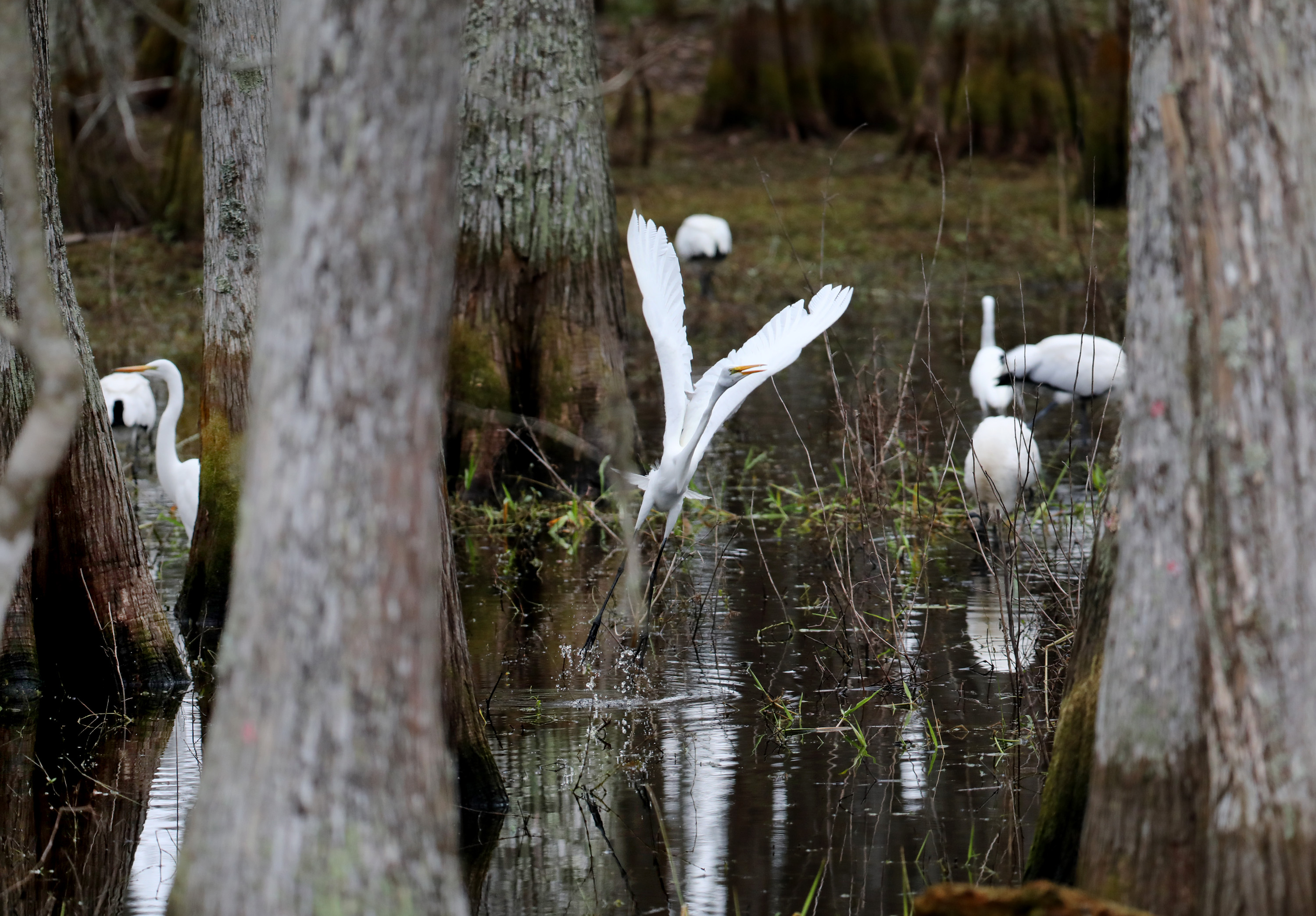 Florida fails to pass controversial seagrass mitigation bills