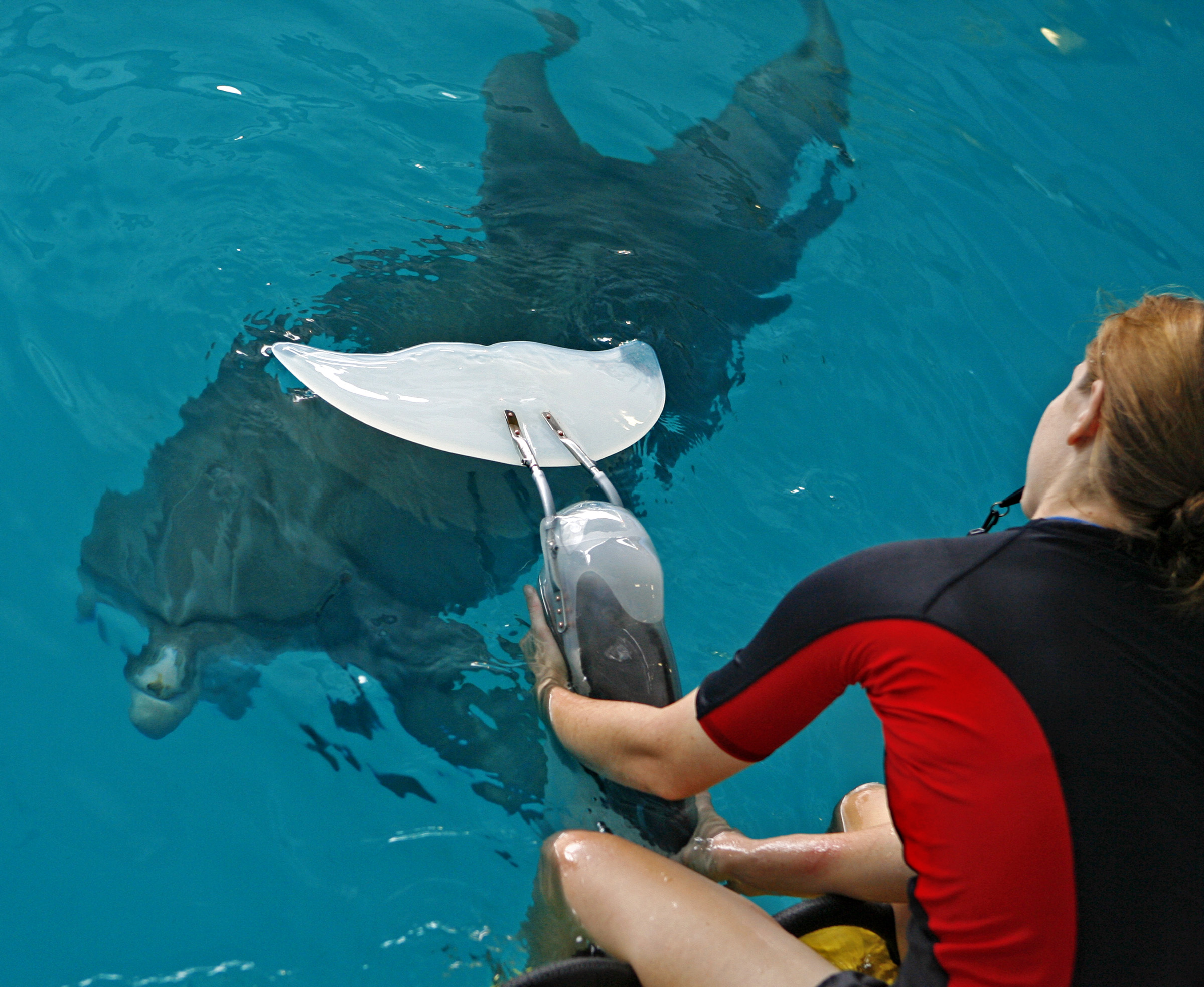 Dolphin found dead, tail wrapped in fishing line