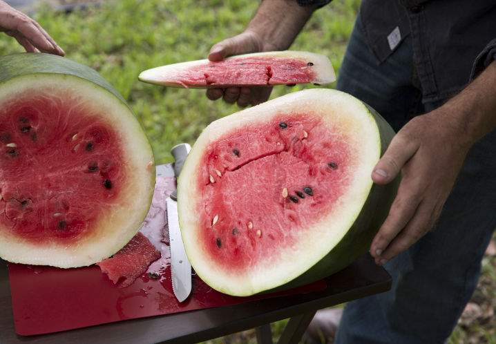 100 years after it disappeared, a giant Florida watermelon is