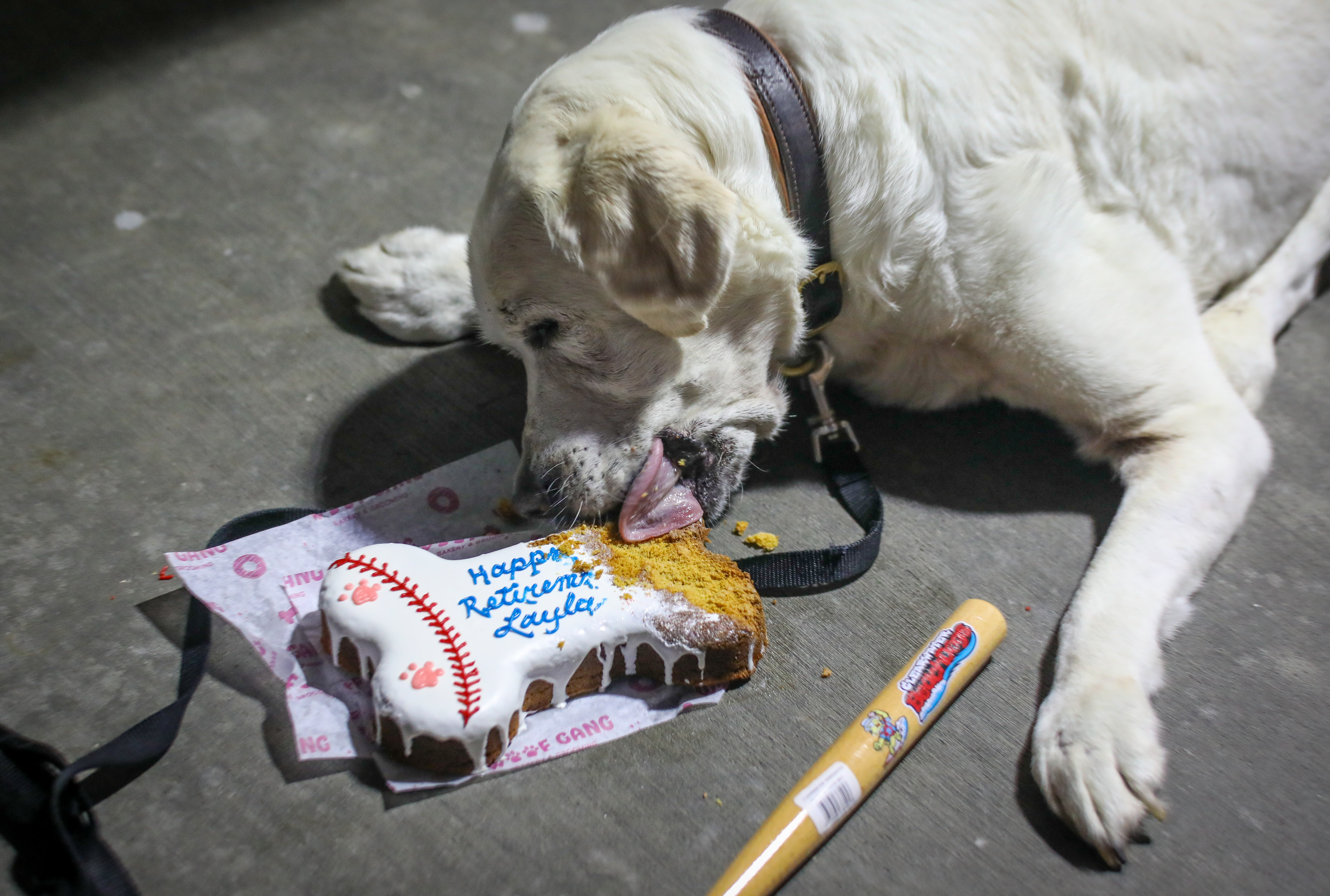 Clearwater Threshers bat dog, Layla, retires after 6 years of service