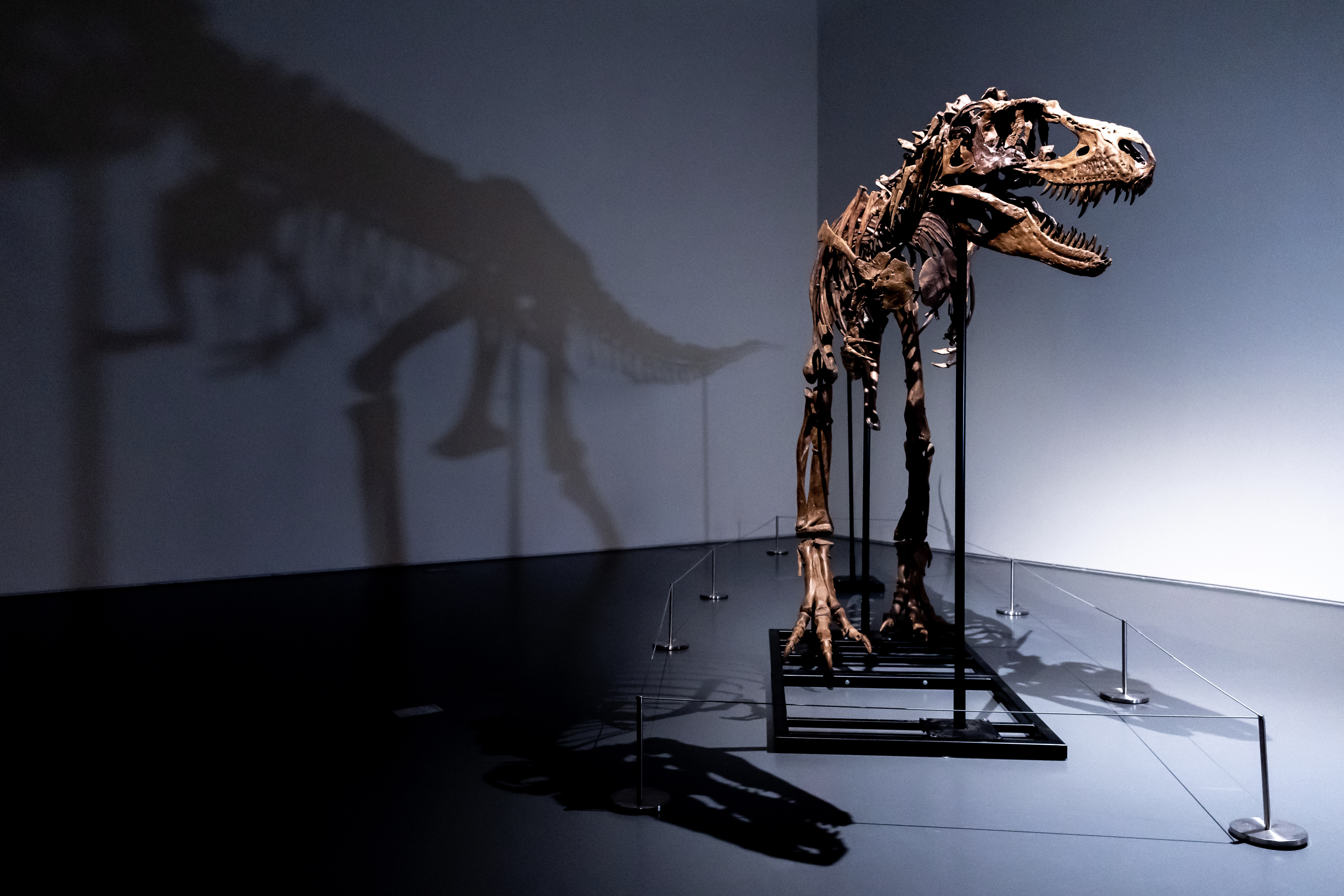 Juxtapoz Magazine - The Gilded Dinosaur Skeleton Installation