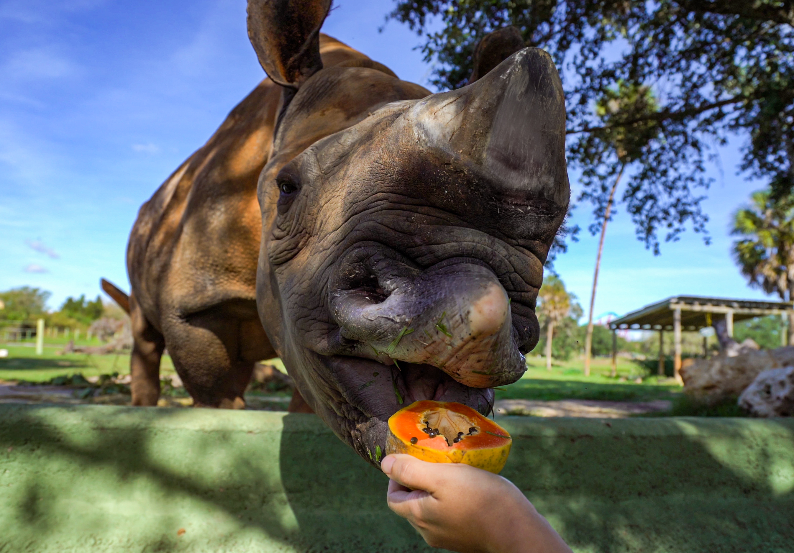 She looks after Jody, Busch Gardens' endangered black rhino